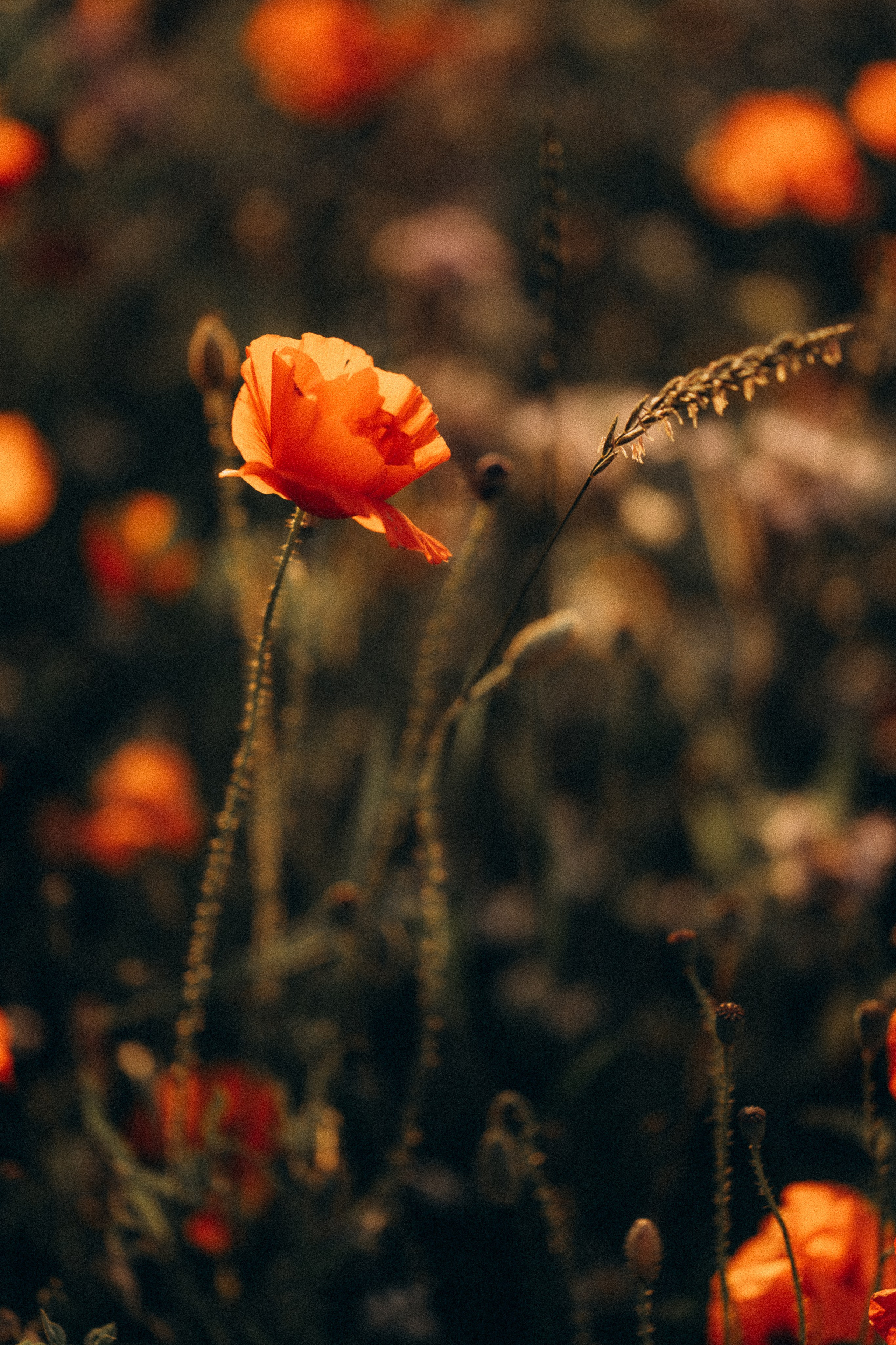 Summer evening fields. Familien, Portrait und Konzeptualfotografie in Genf, Schweiz
