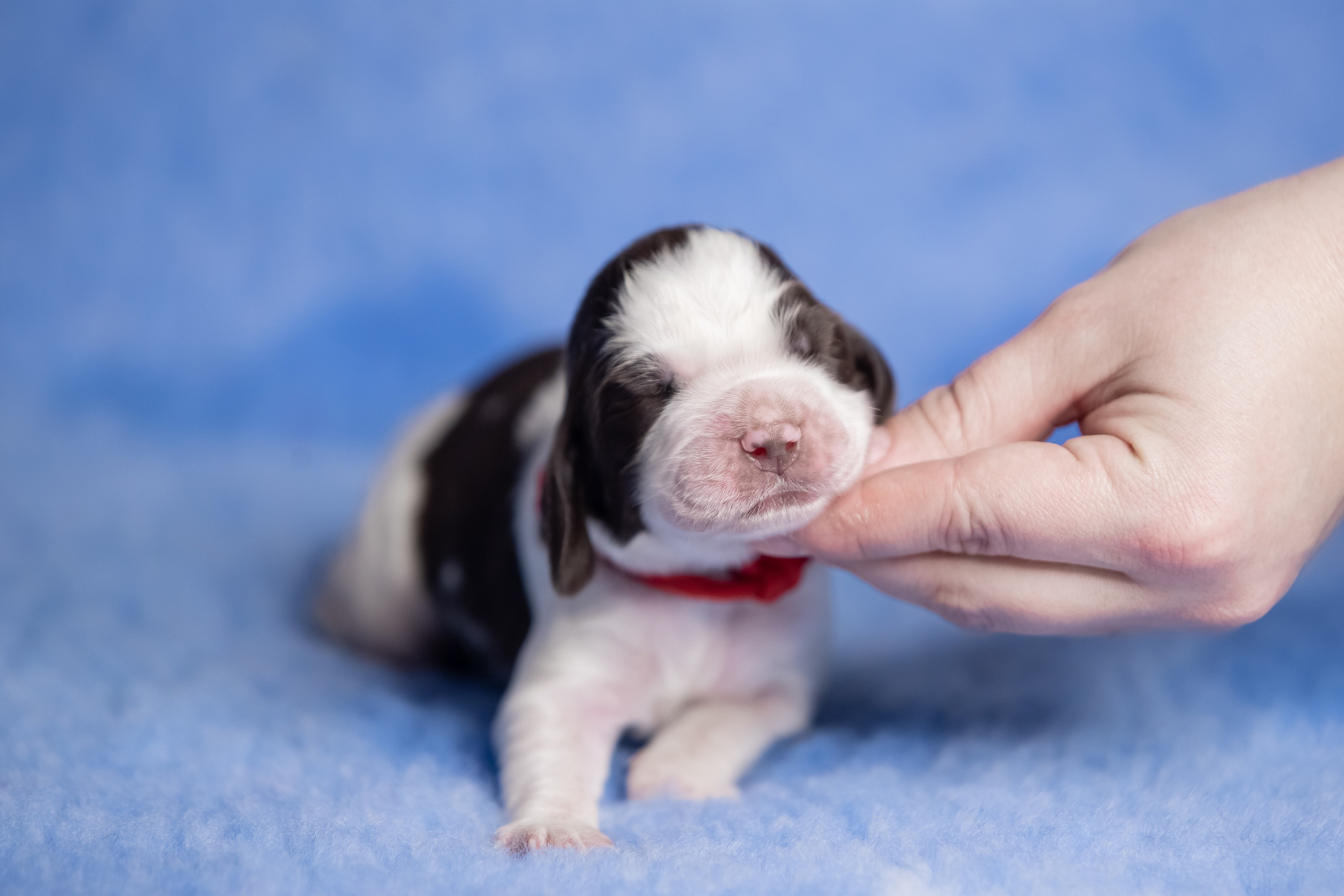 Female — Red collar ❤️. Website of the titled stud dog of the Springer Spaniel breed