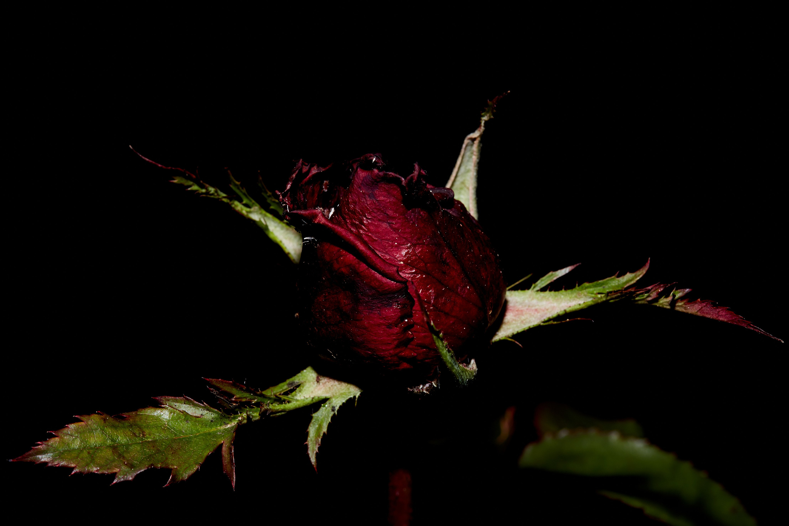 Flori. Pagina principală