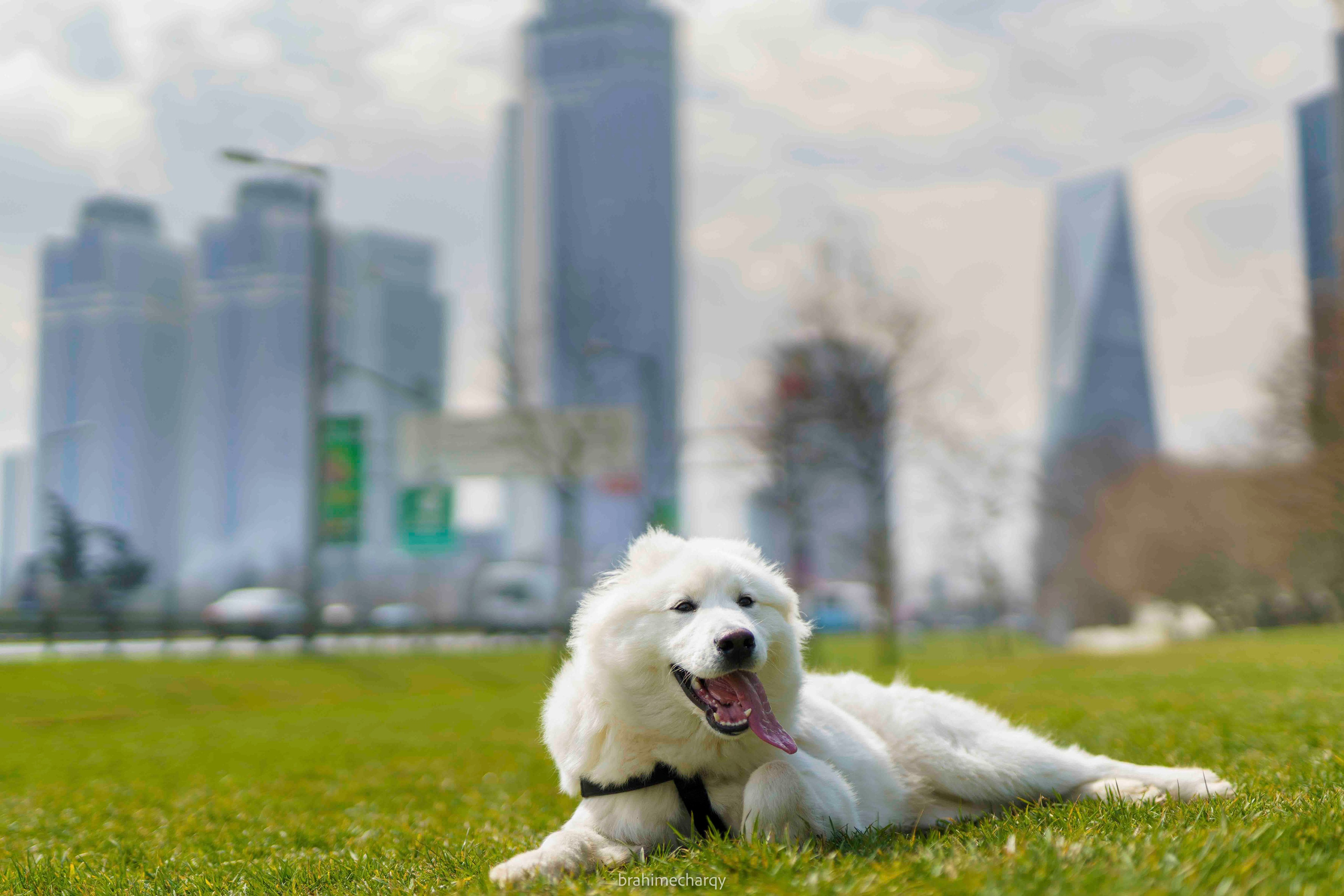Фото. Брахим — фотограф