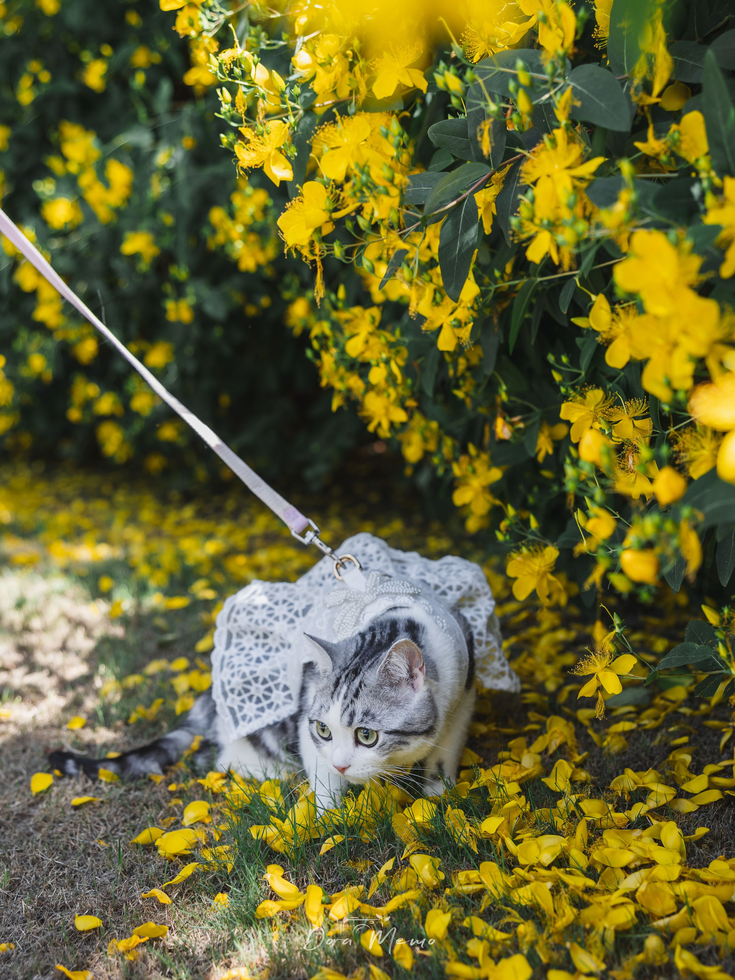 Cat on a lace leash exploring yellow flowers, close-up documentary detail