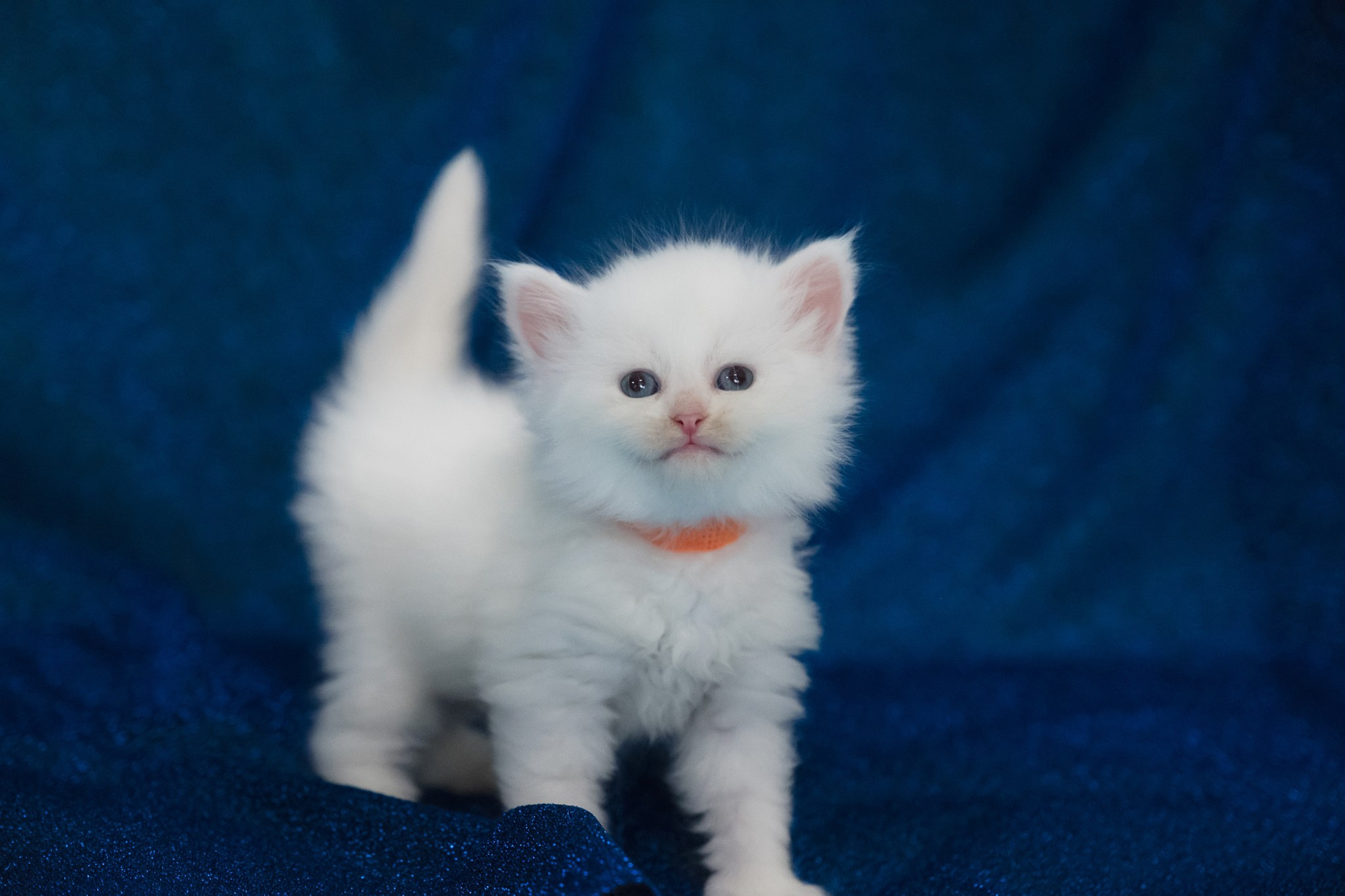 N-Andromeda. SIBERIALIS: Katzenzucht von Sibirischen und Neva Masquarade Katzen