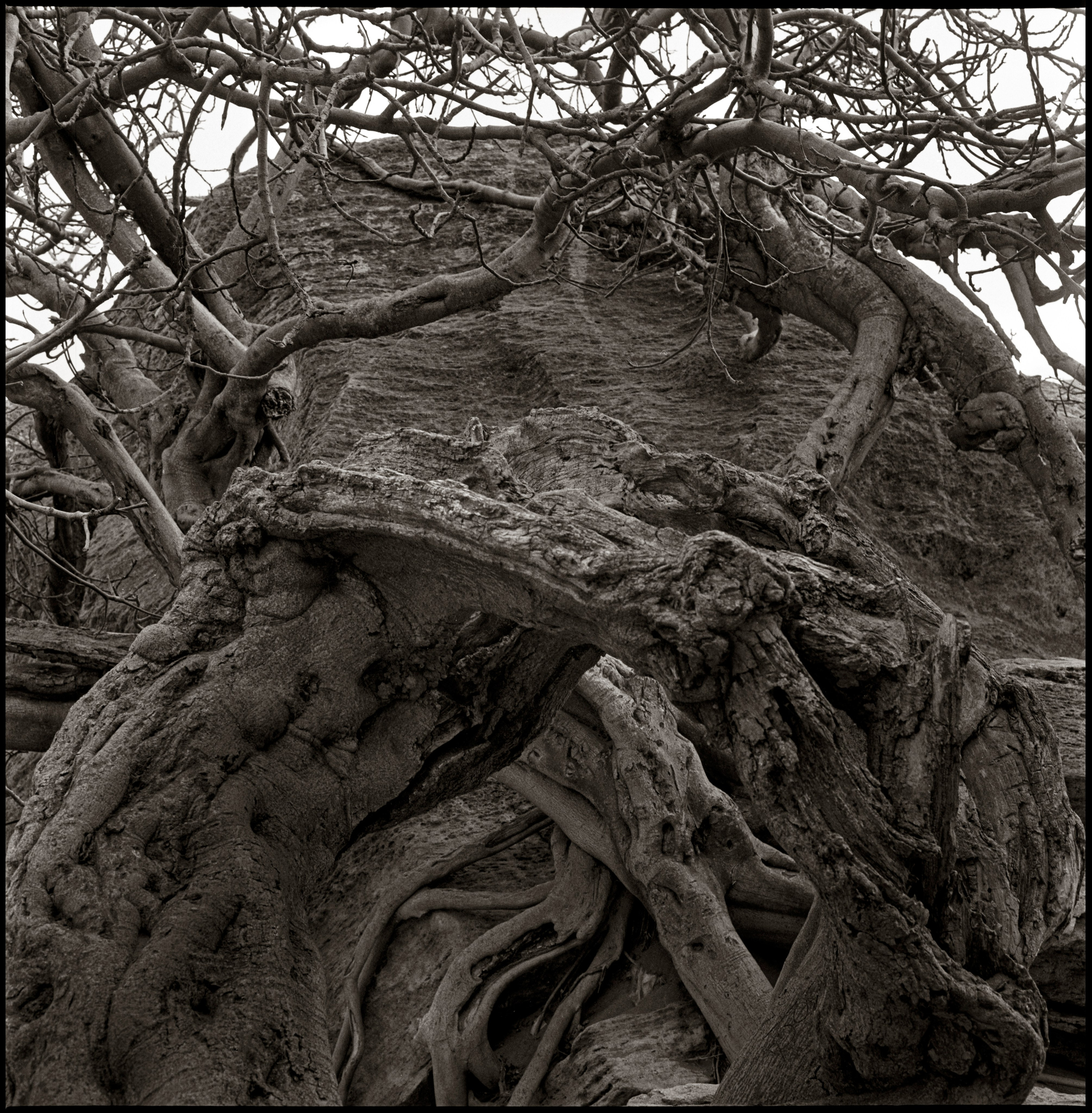 NATURE. Www.sananaleskerov.com