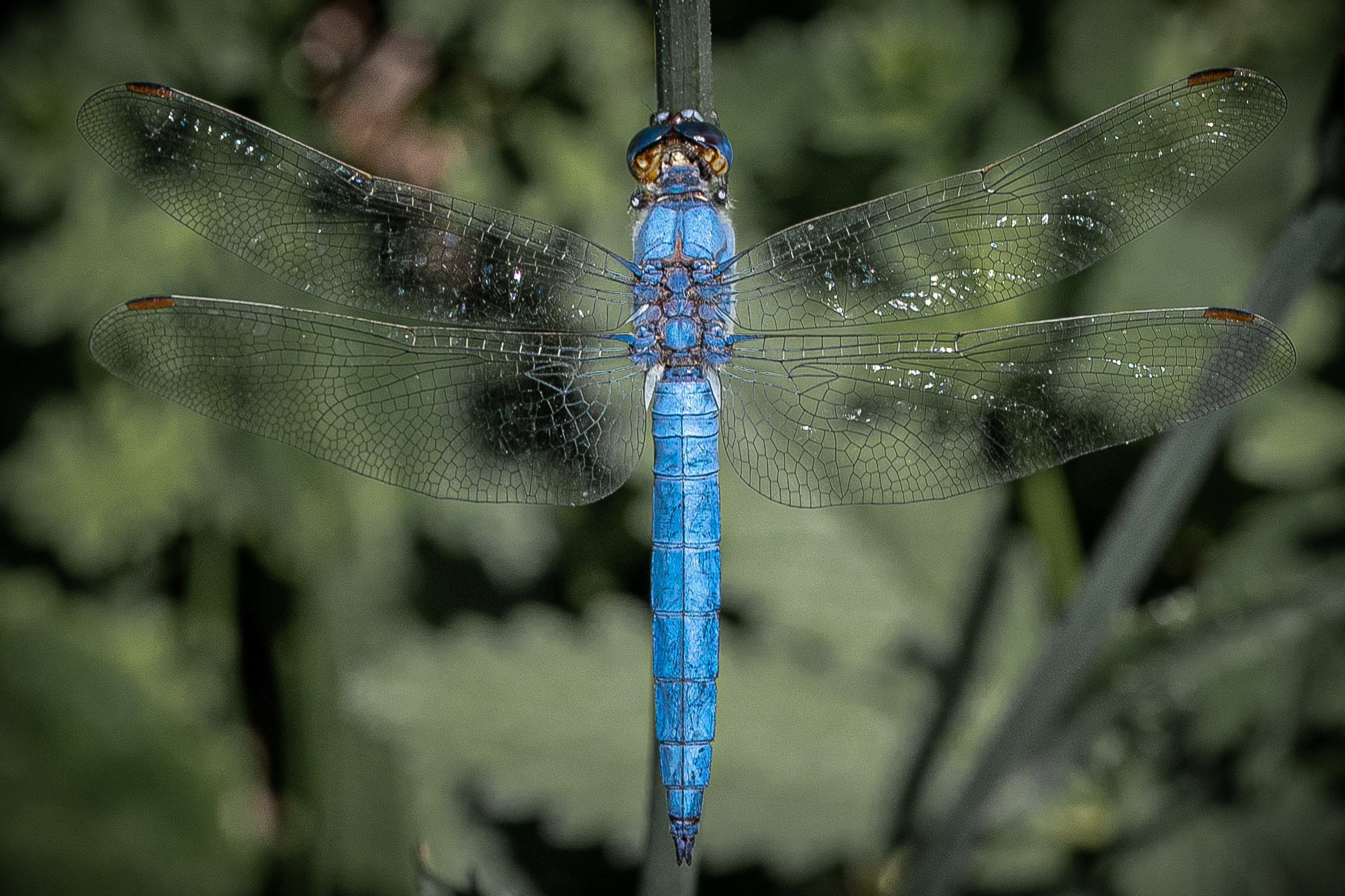 “Gianmaria Coscia fotografo per passione”