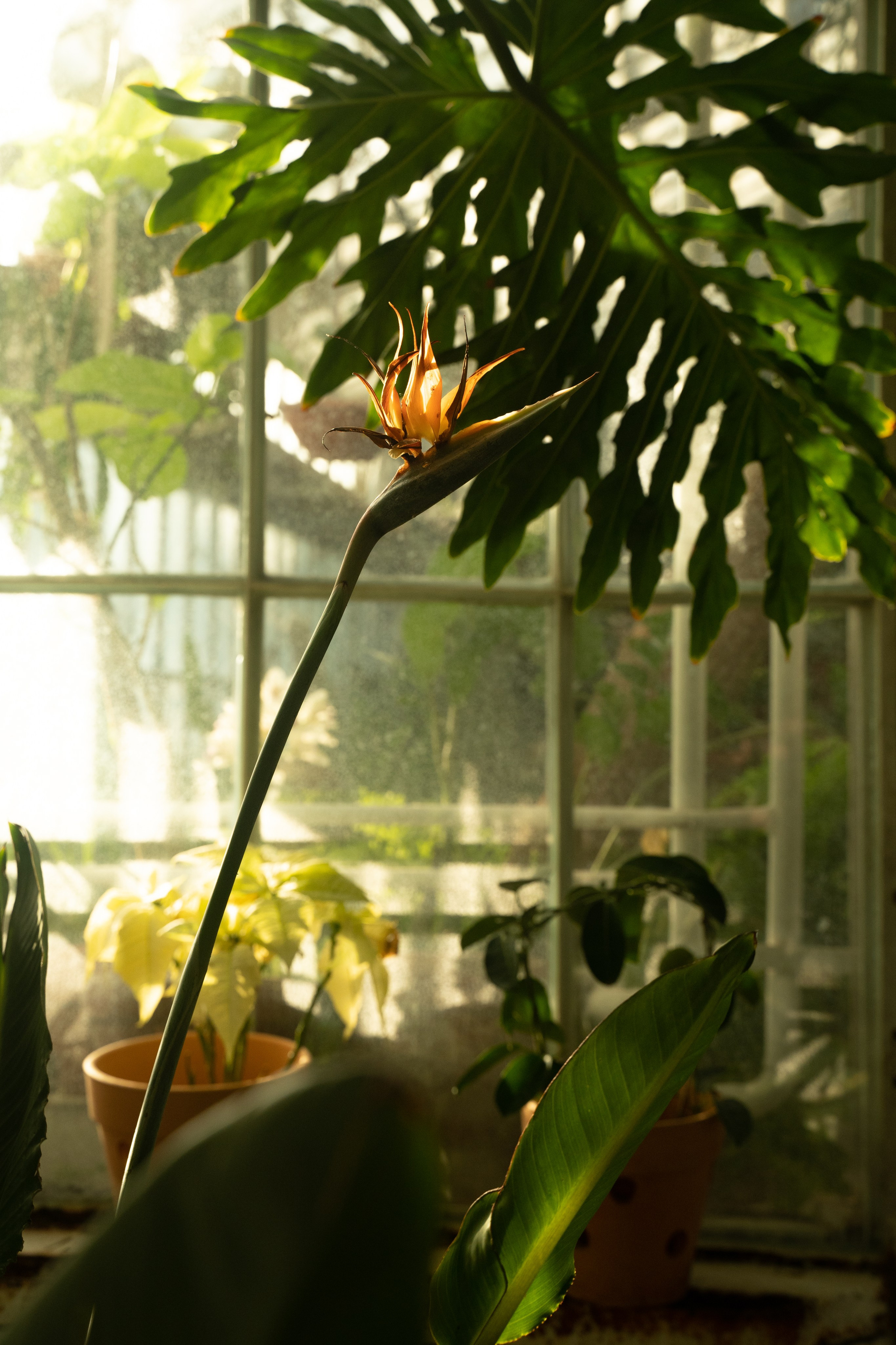 Portreti spoštovanja. Фотограф и видеограф Мария Бортякова из Словении: событийная, портретная и видеосъемка по всей Словении