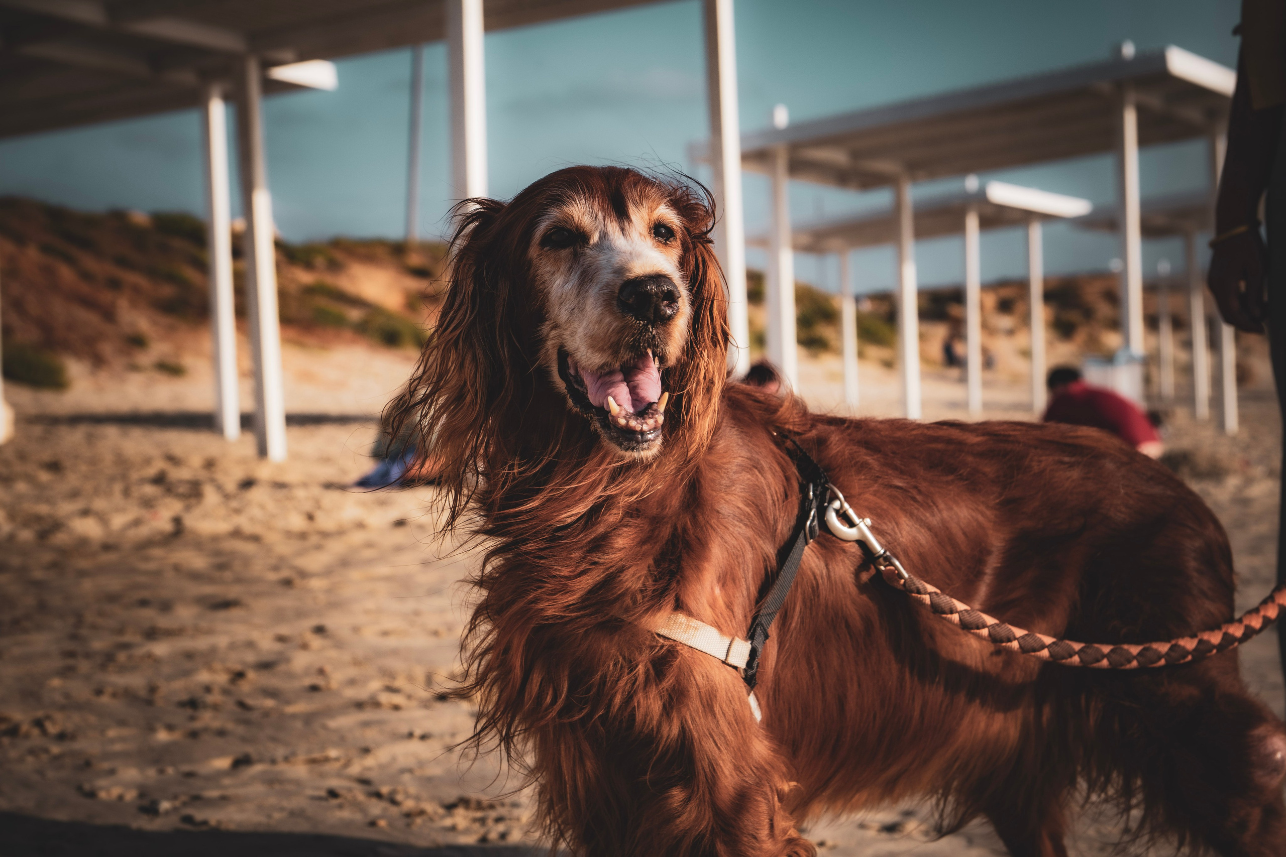Random dogs. Главное меню