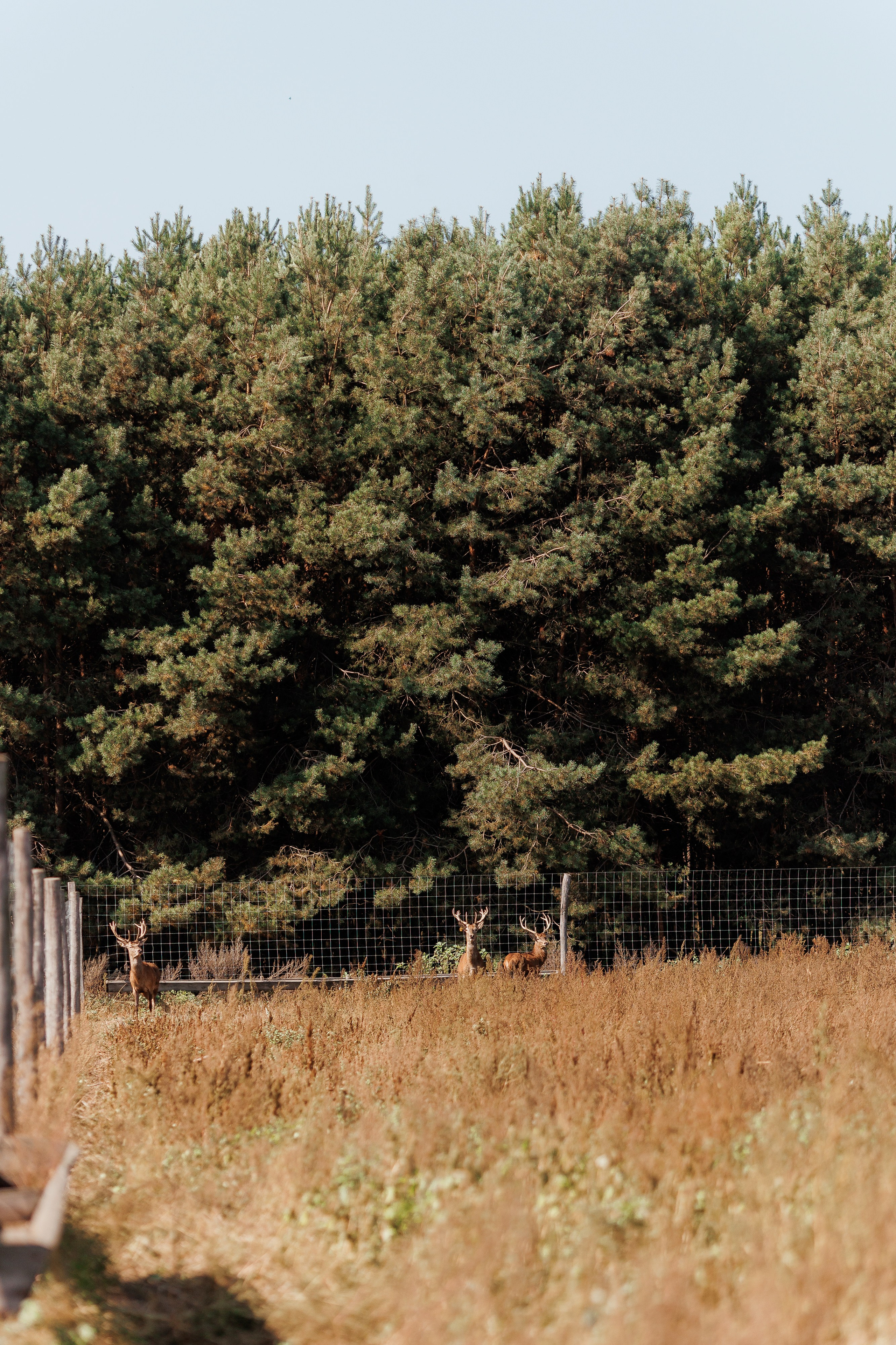 Екопарк Аміла. Ірина Терещук