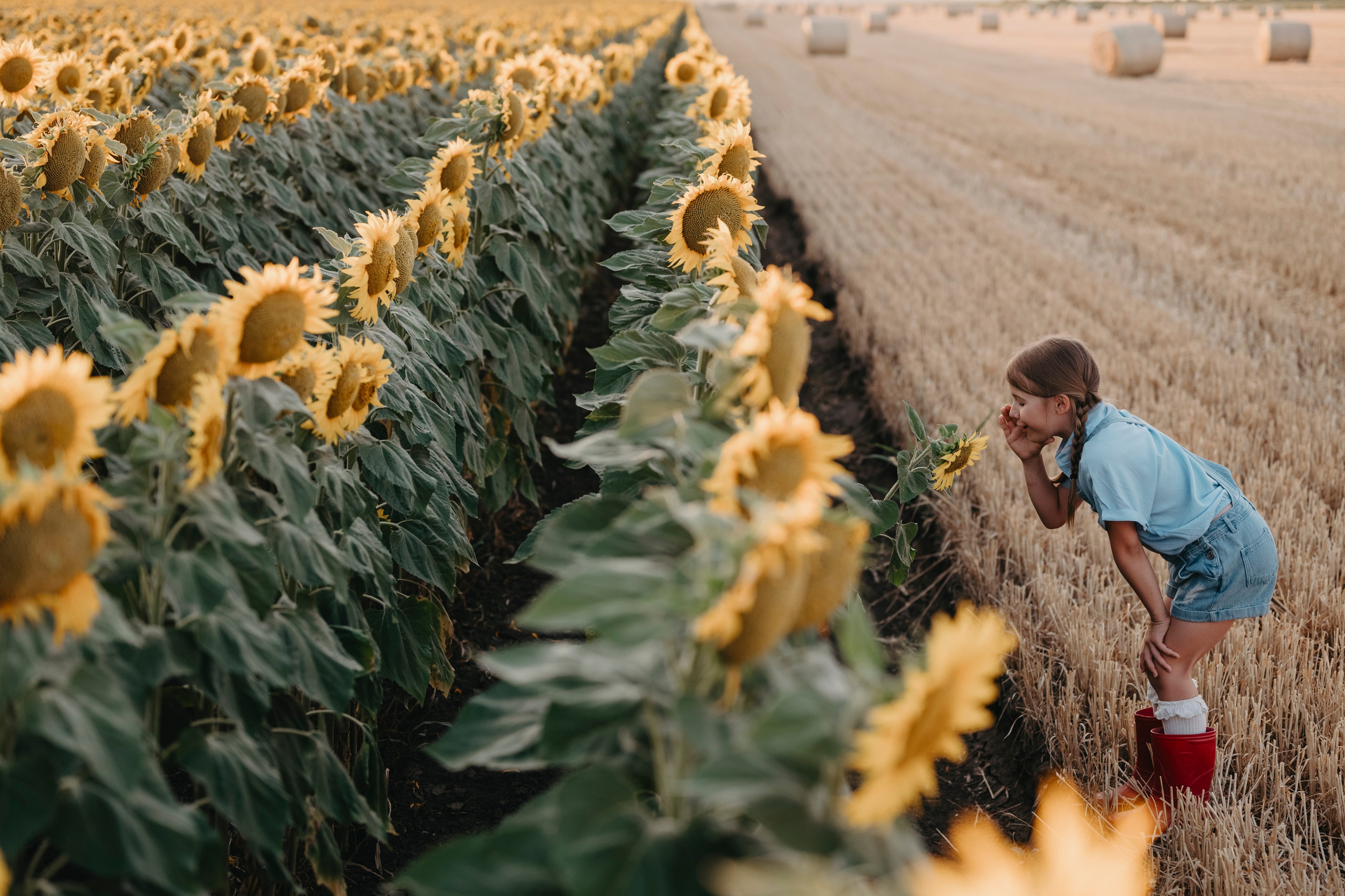 Letnje fotografisanje u polju suncokreta i sena. Deciji i porodicni fotograf u Beogradu Oksana Skendzic