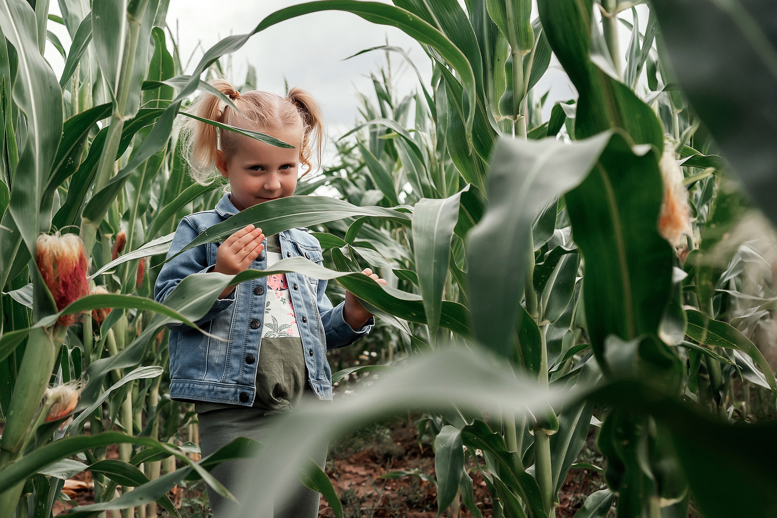 Арианна. Фотосессия в кукурузном поле. Ваш фотограф в Латгалии — Александра Юхневича!