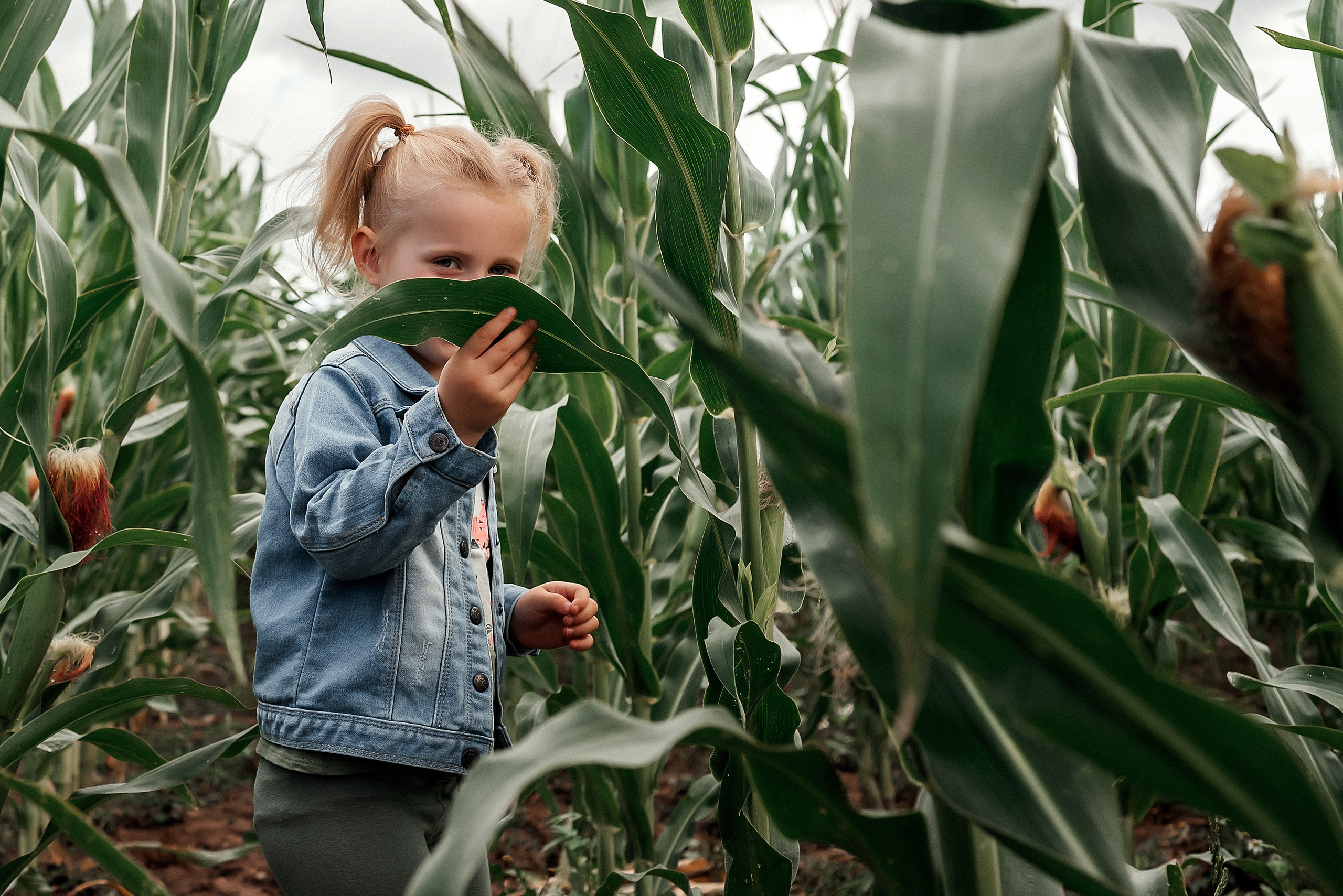 Арианна. Фотосессия в кукурузном поле. Ваш фотограф в Латгалии — Александра Юхневича!
