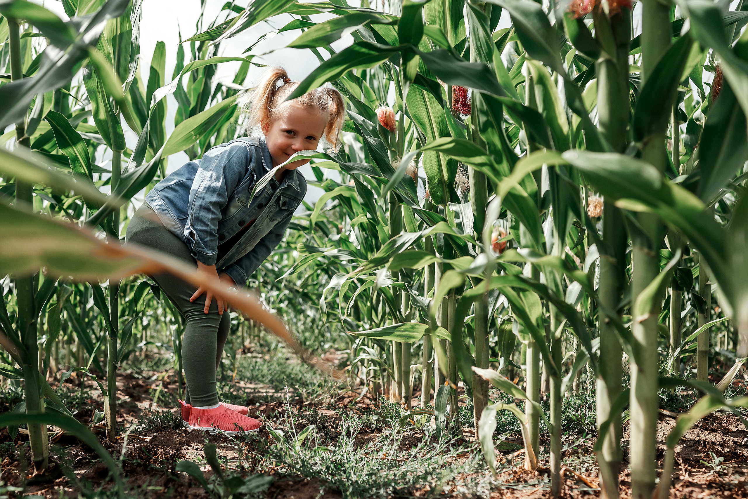 Арианна. Фотосессия в кукурузном поле. Ваш фотограф в Латгалии — Александра Юхневича!