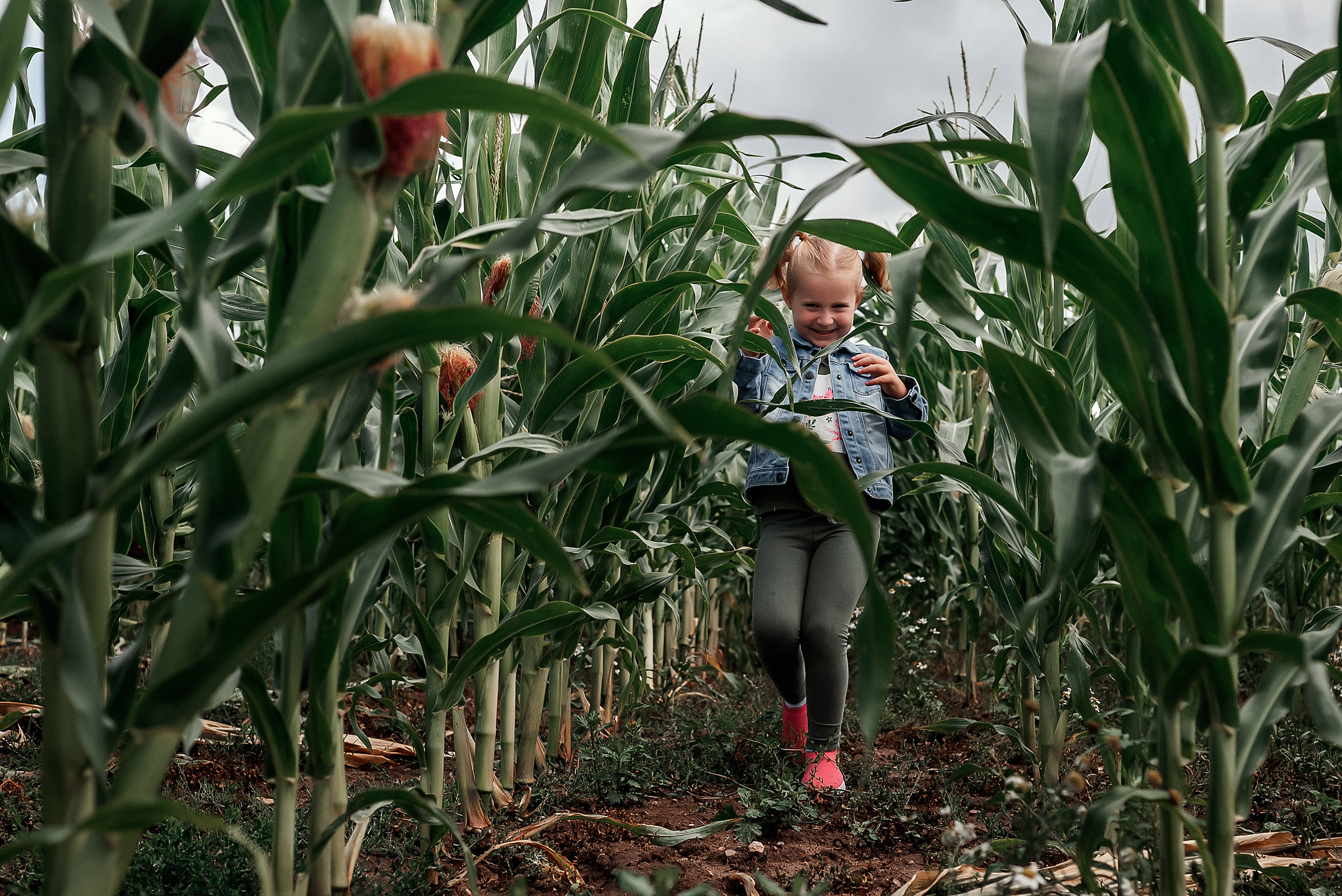 Арианна. Фотосессия в кукурузном поле. Ваш фотограф в Латгалии — Александра Юхневича!