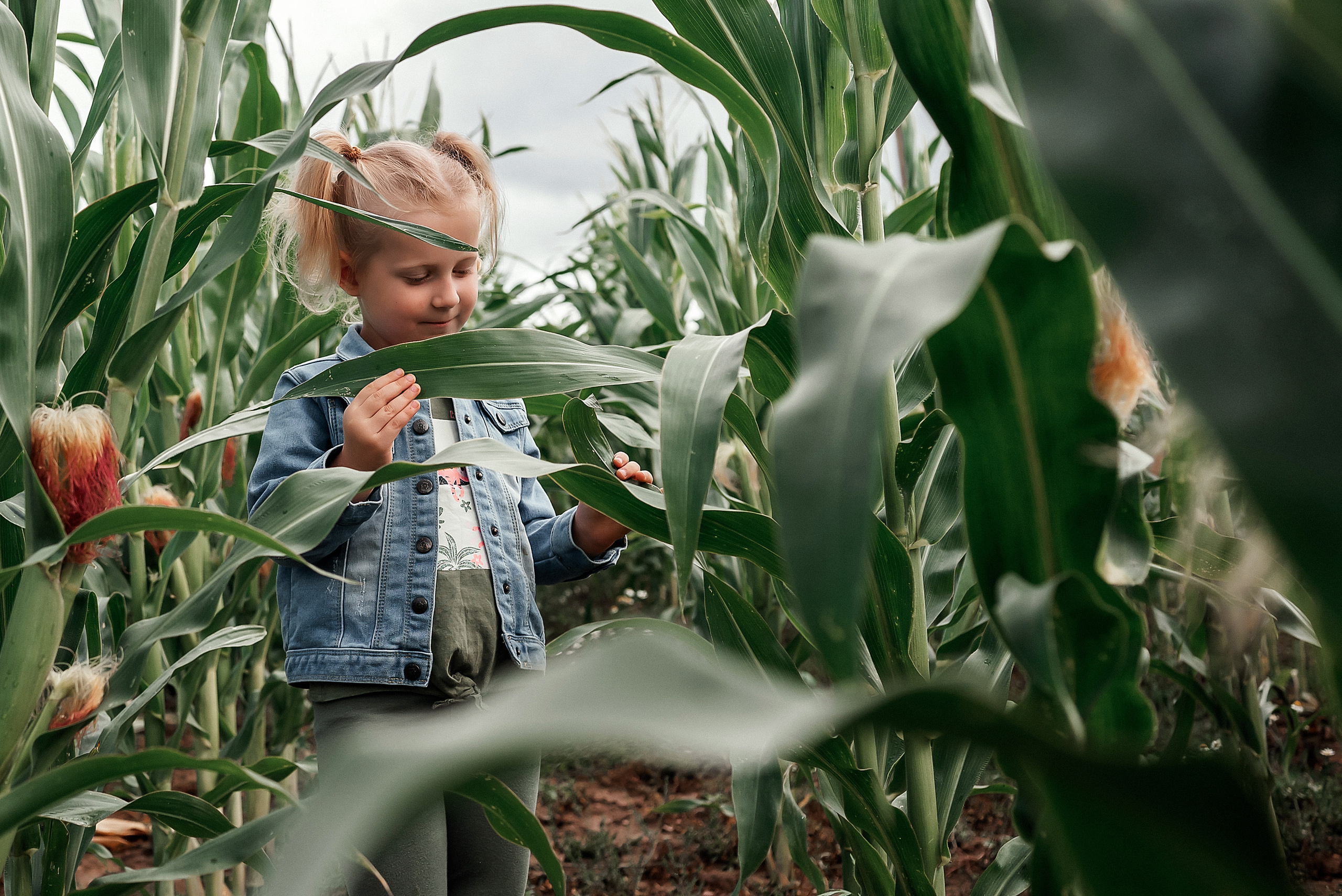 Арианна. Фотосессия в кукурузном поле. Ваш фотограф в Латгалии — Александра Юхневича!