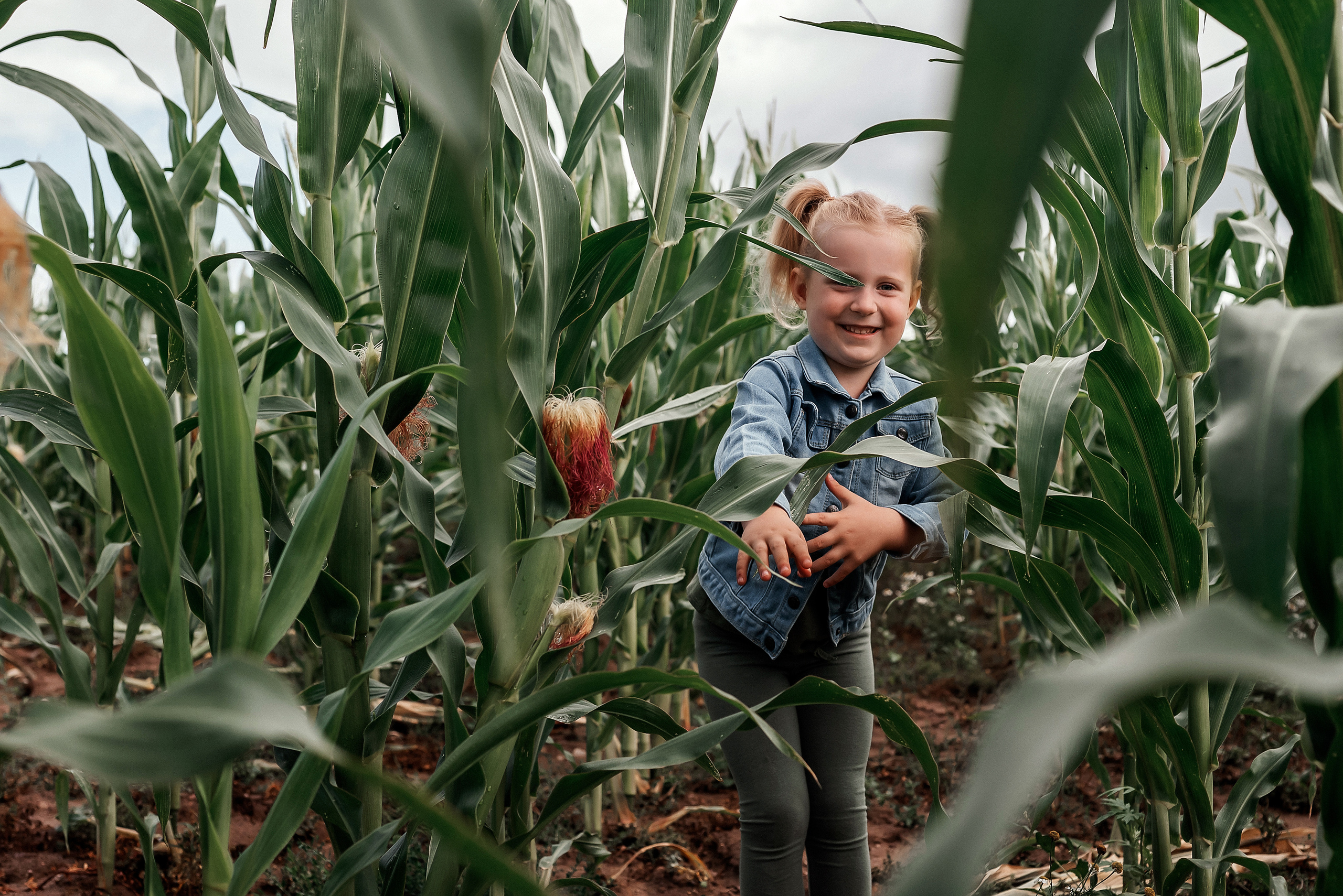 Арианна. Фотосессия в кукурузном поле. Ваш фотограф в Латгалии — Александра Юхневича!
