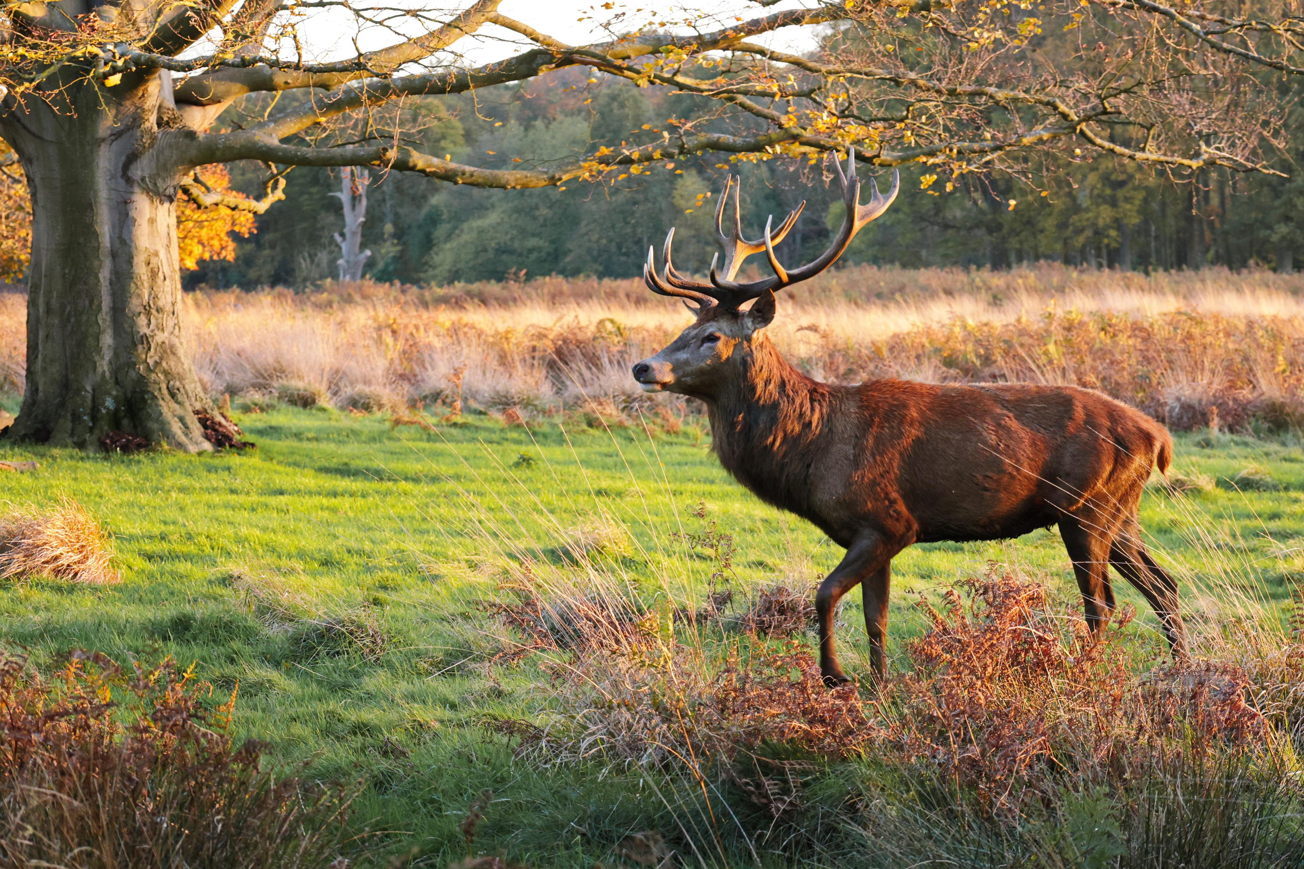Landscapes. Couples and portraits photographer Wimbledon London