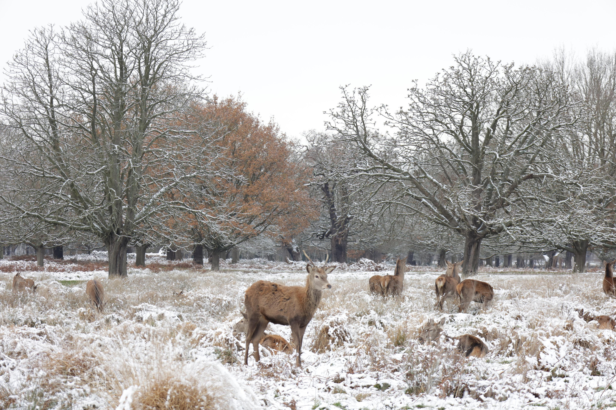 Landscapes. Couples and portraits photographer Wimbledon London