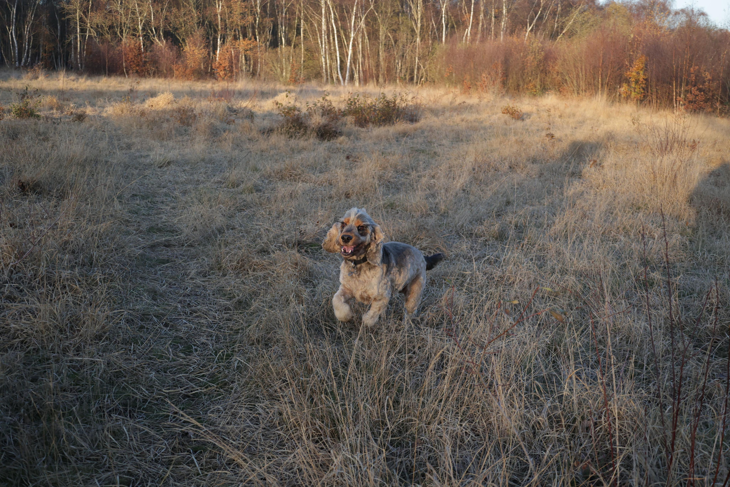 Charles. Couples and portraits photographer Wimbledon London