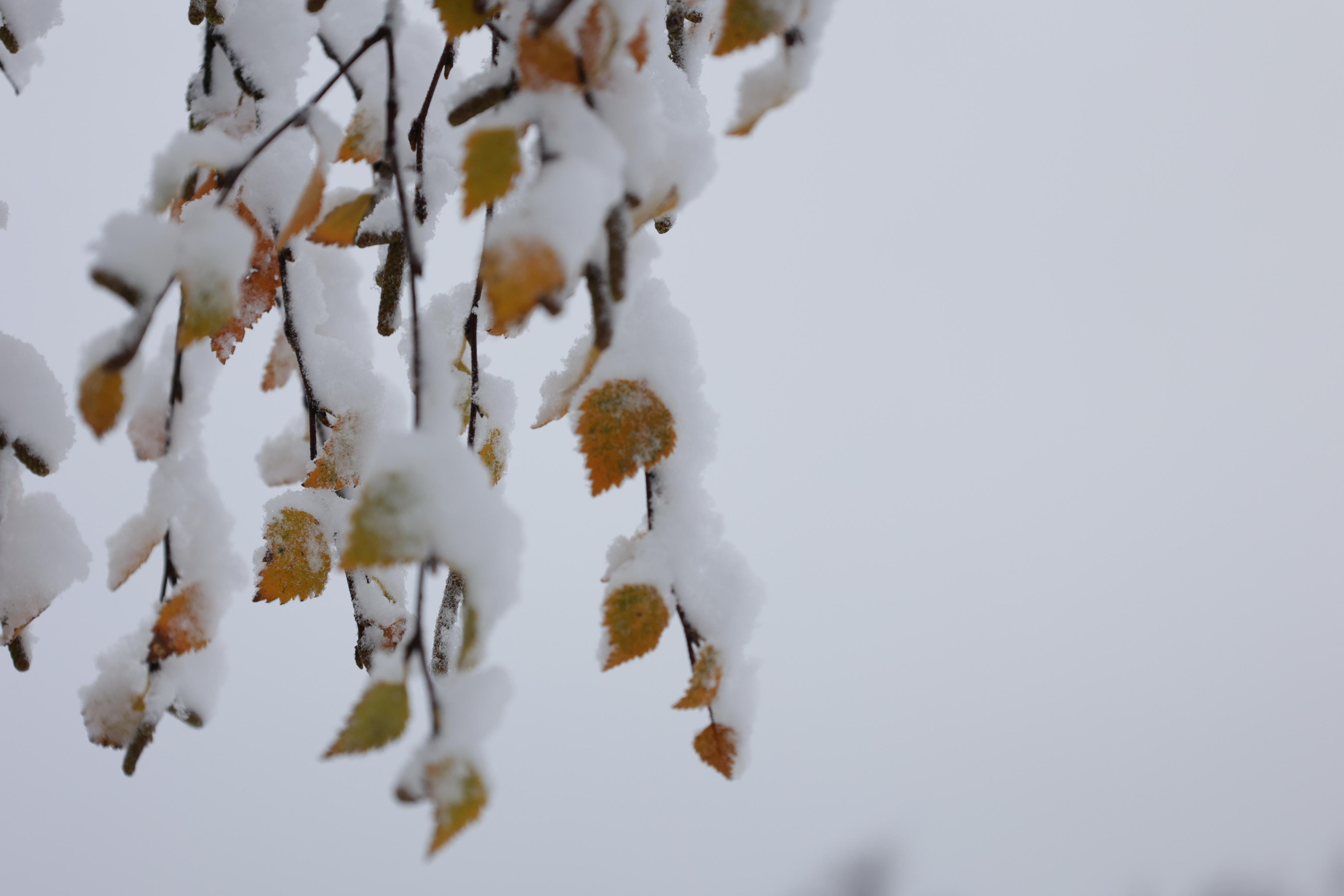 Landscapes. Couples and portraits photographer Wimbledon London