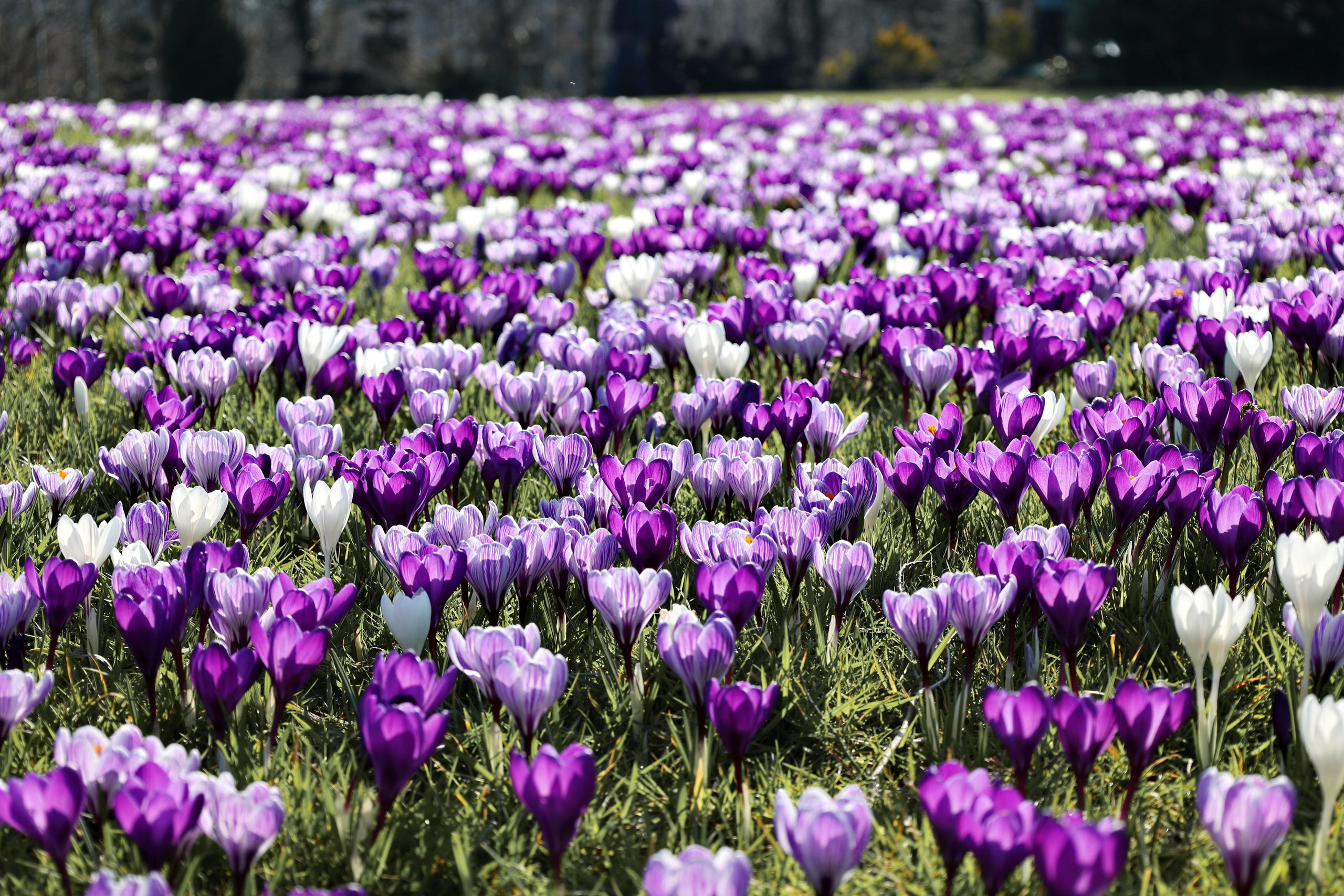 Landscapes. Couples and portraits photographer Wimbledon London