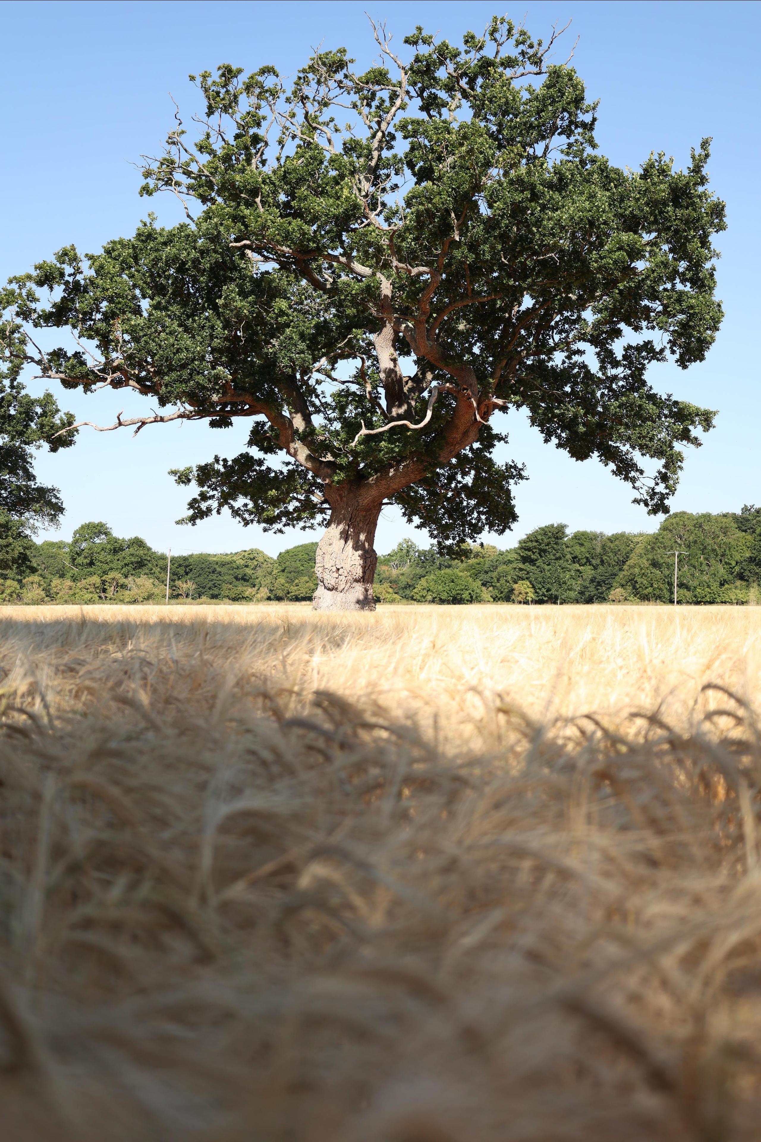 Landscapes. Couples and portraits photographer Wimbledon London