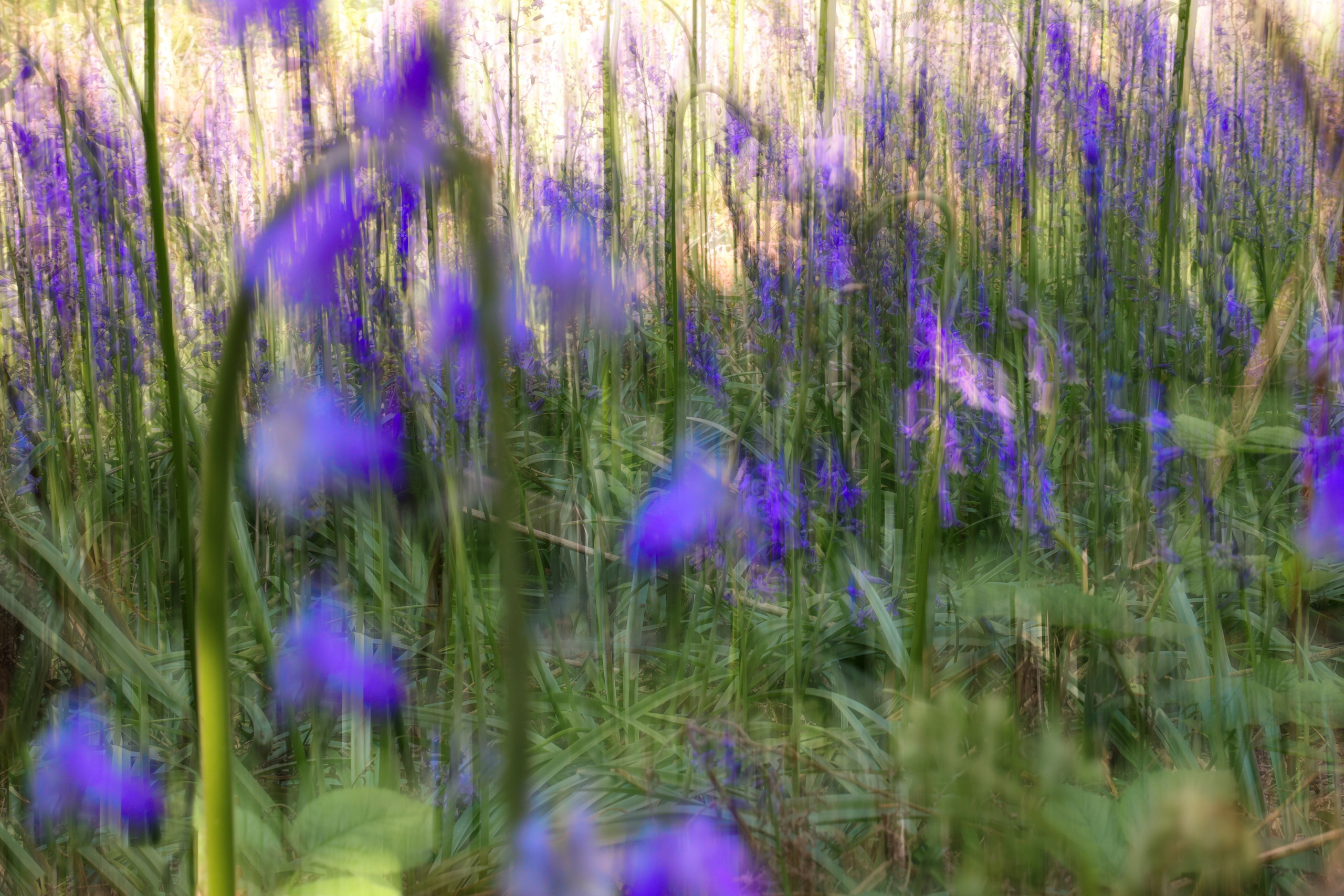 Landscapes. Couples and portraits photographer Wimbledon London