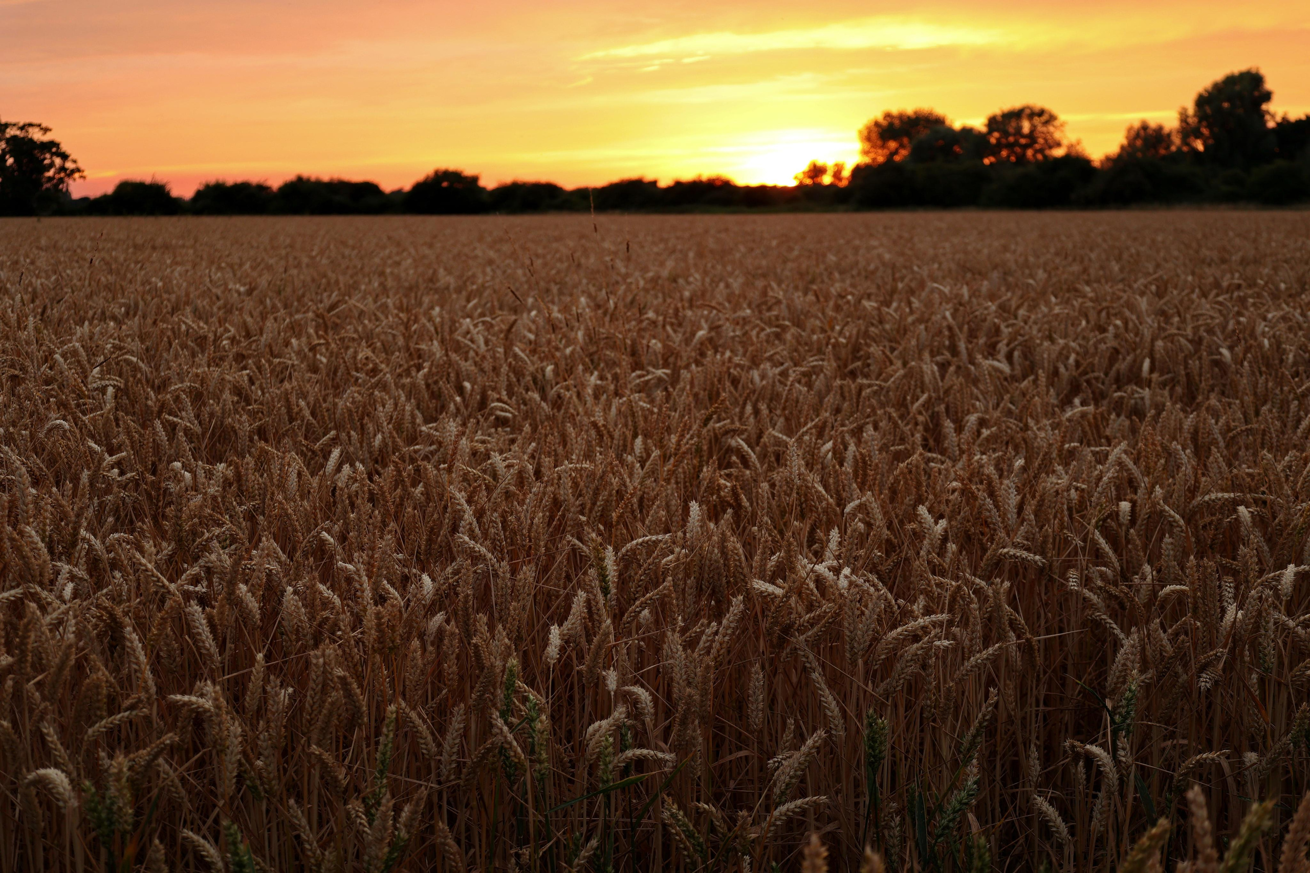 Landscapes. Couples and portraits photographer Wimbledon London