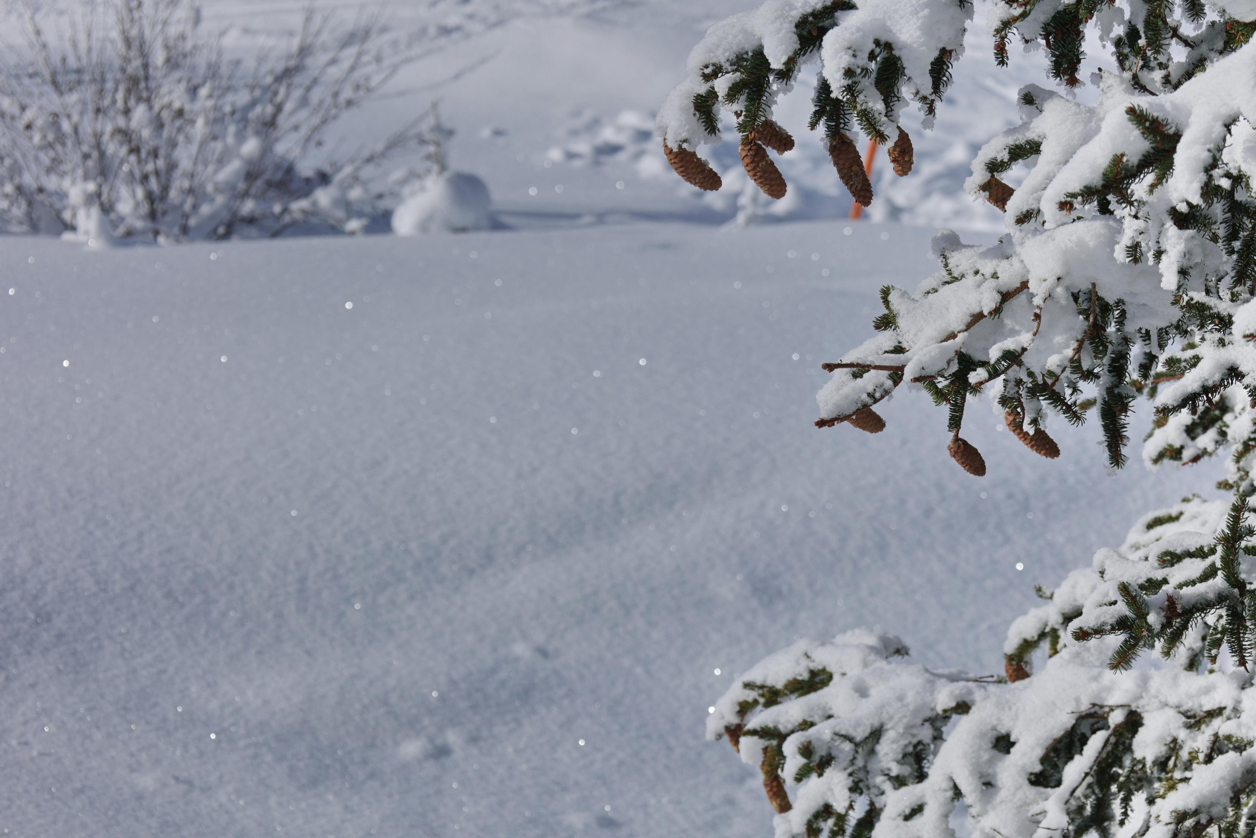 Landscapes. Couples and portraits photographer Wimbledon London