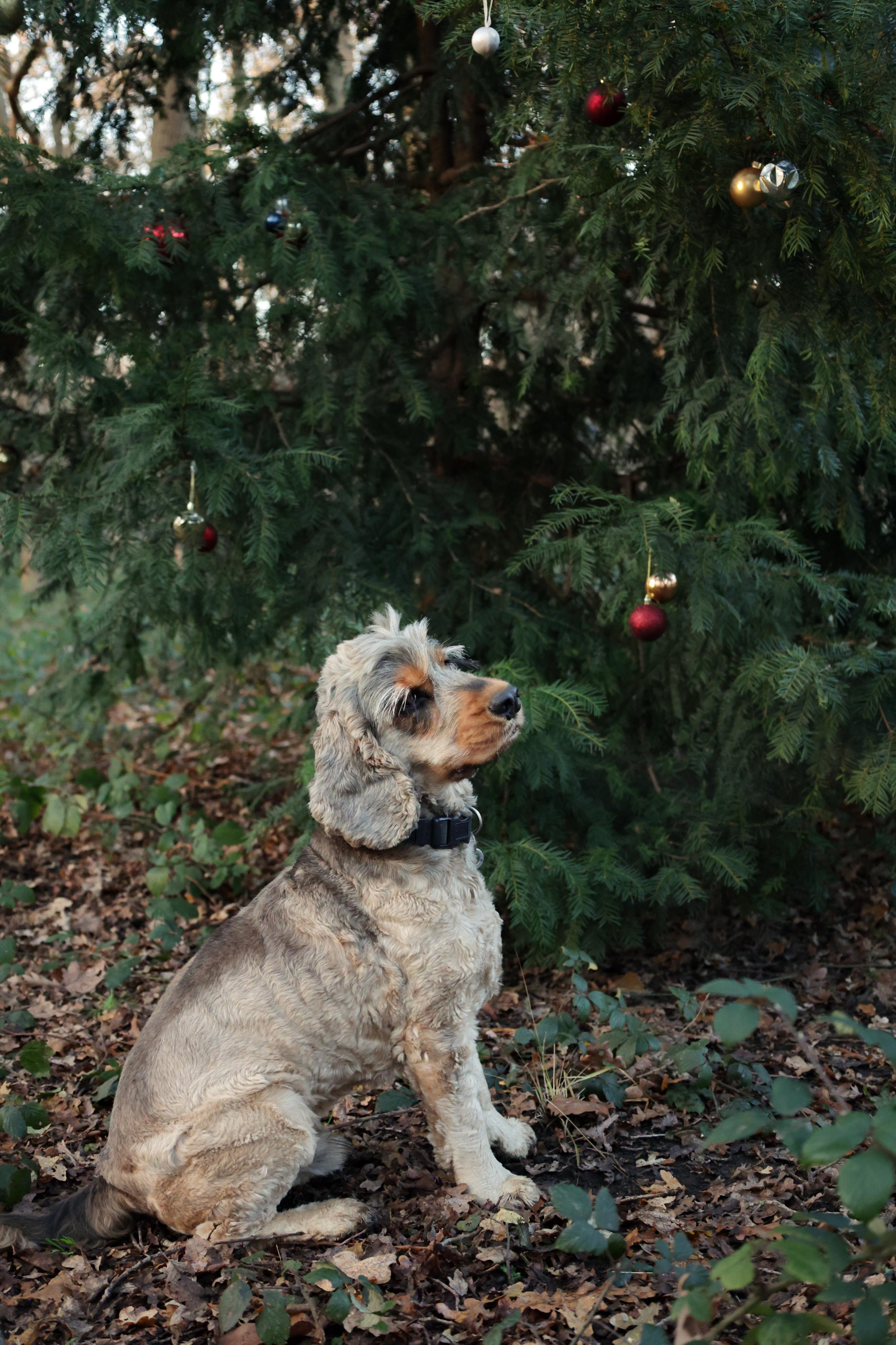 Charles. Couples and portraits photographer Wimbledon London