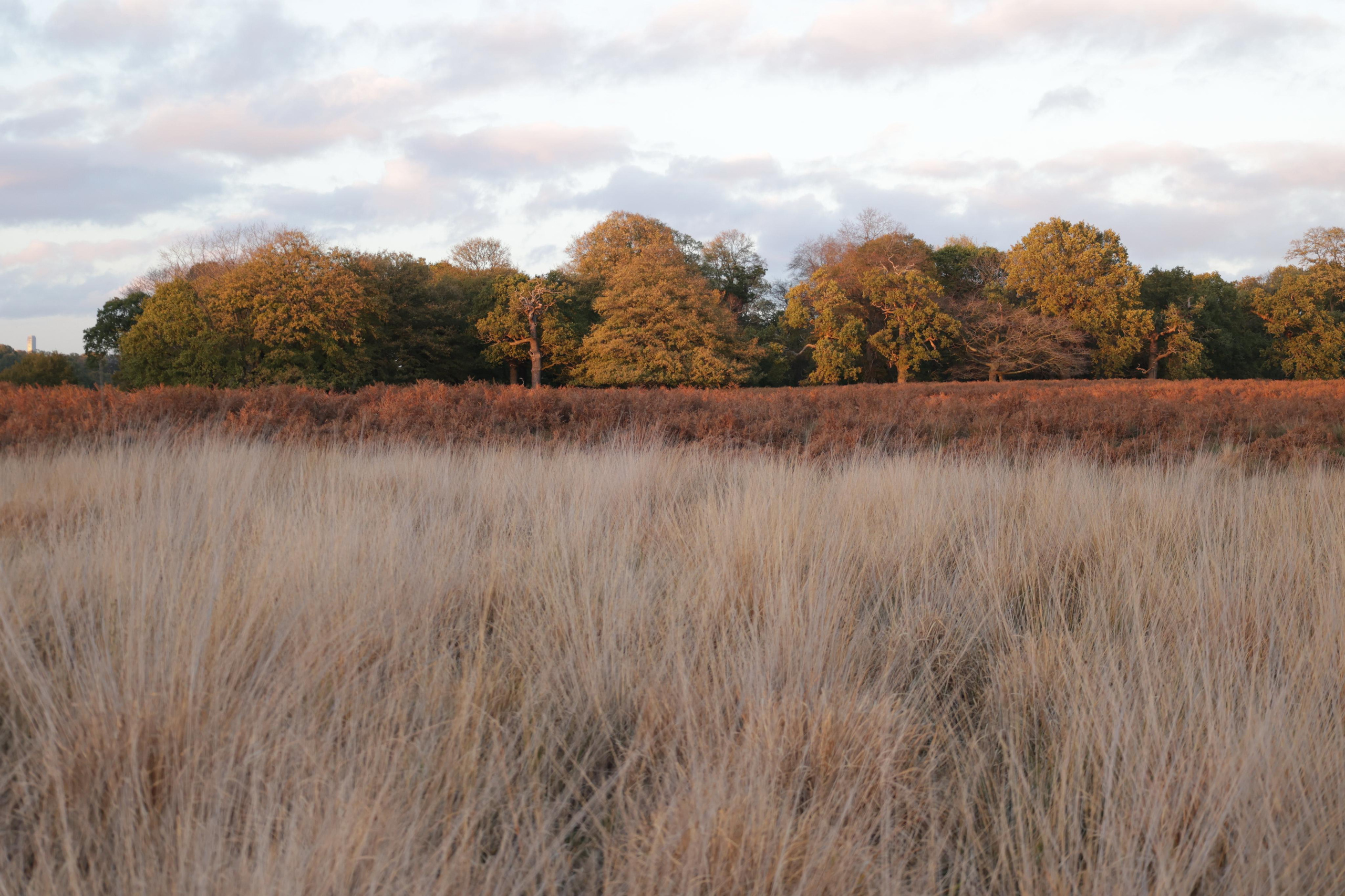 Landscapes. Couples and portraits photographer Wimbledon London