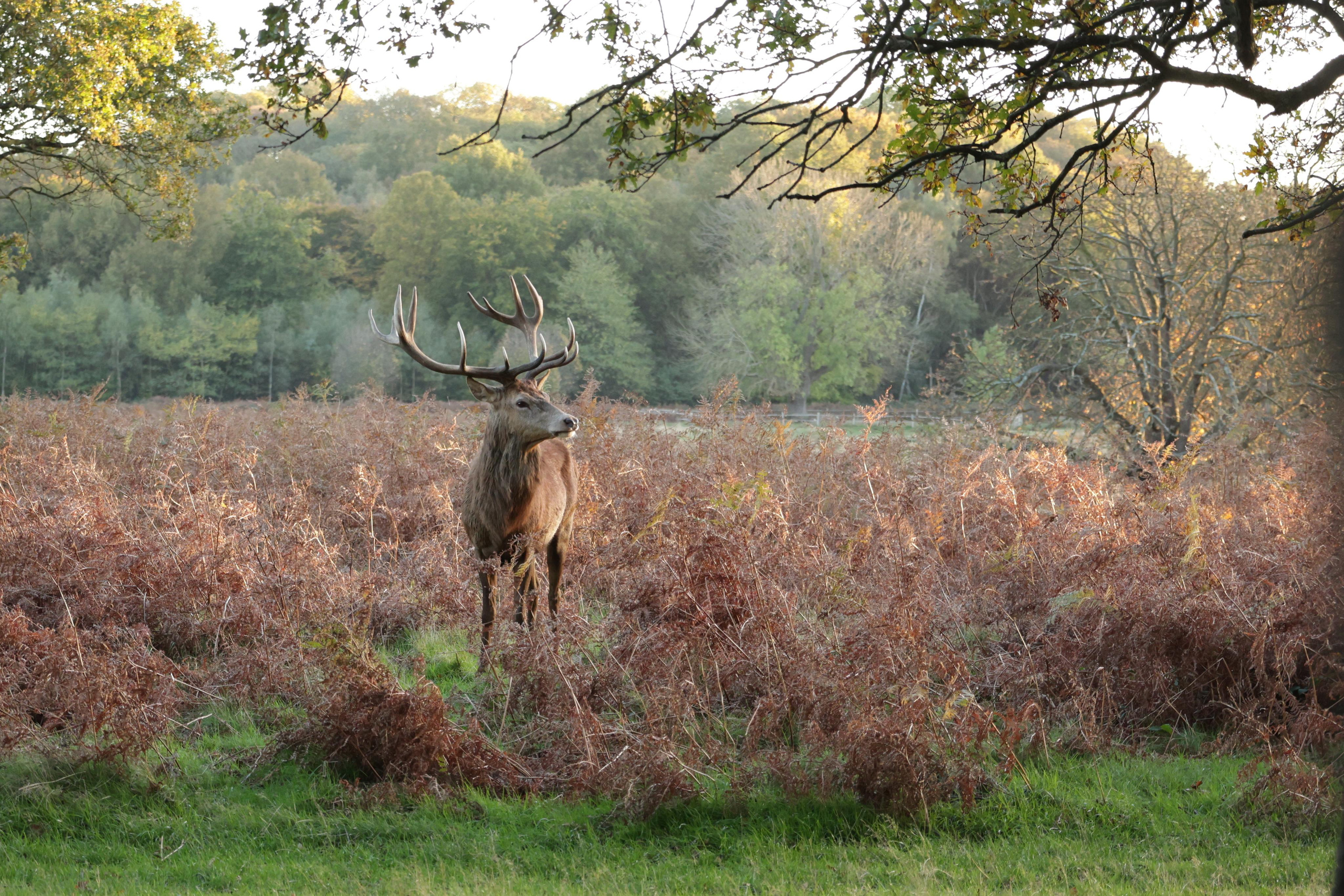 Landscapes. Couples and portraits photographer Wimbledon London