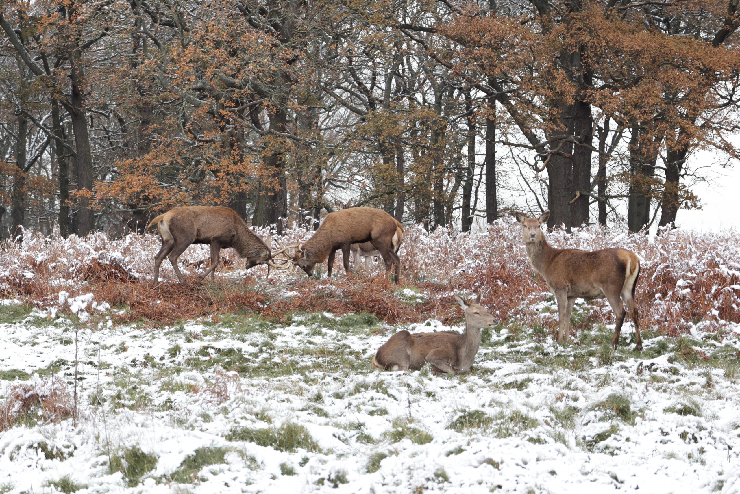 Landscapes. Couples and portraits photographer Wimbledon London