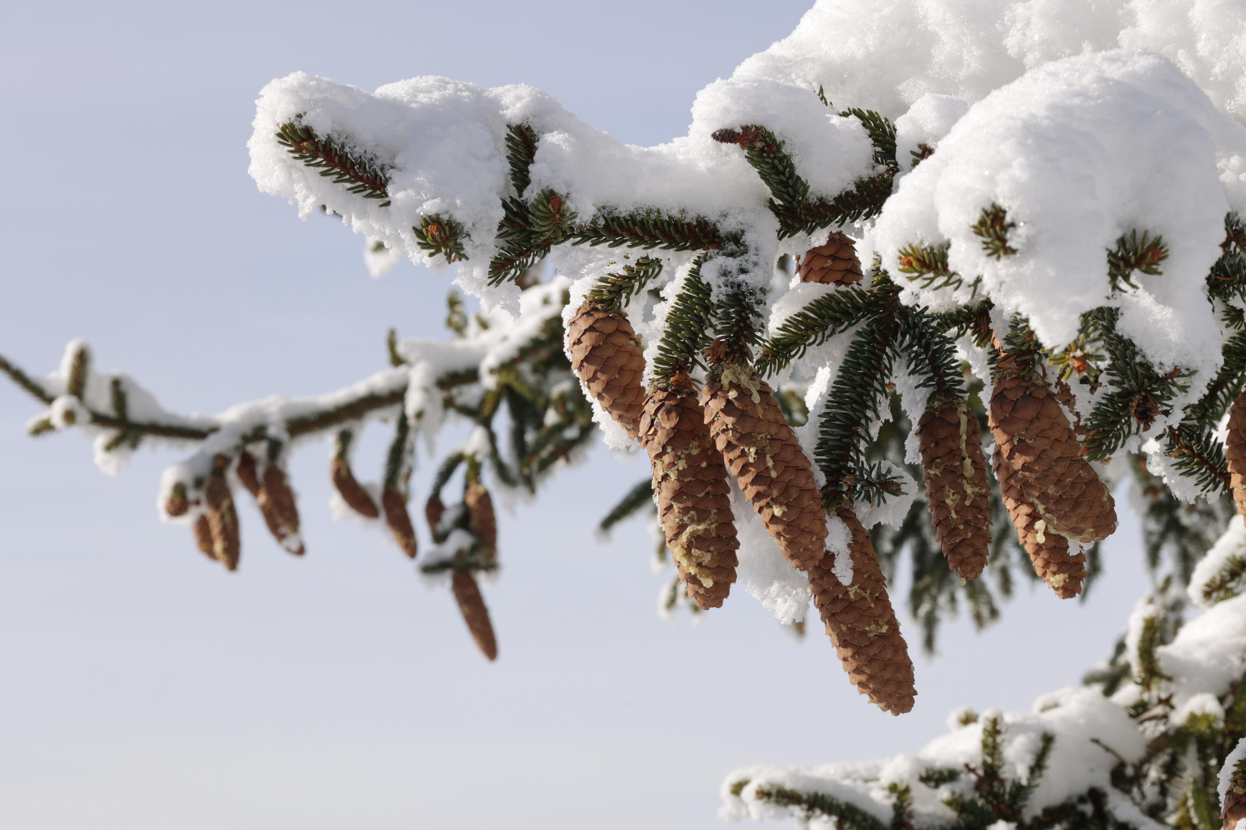 Landscapes. Couples and portraits photographer Wimbledon London