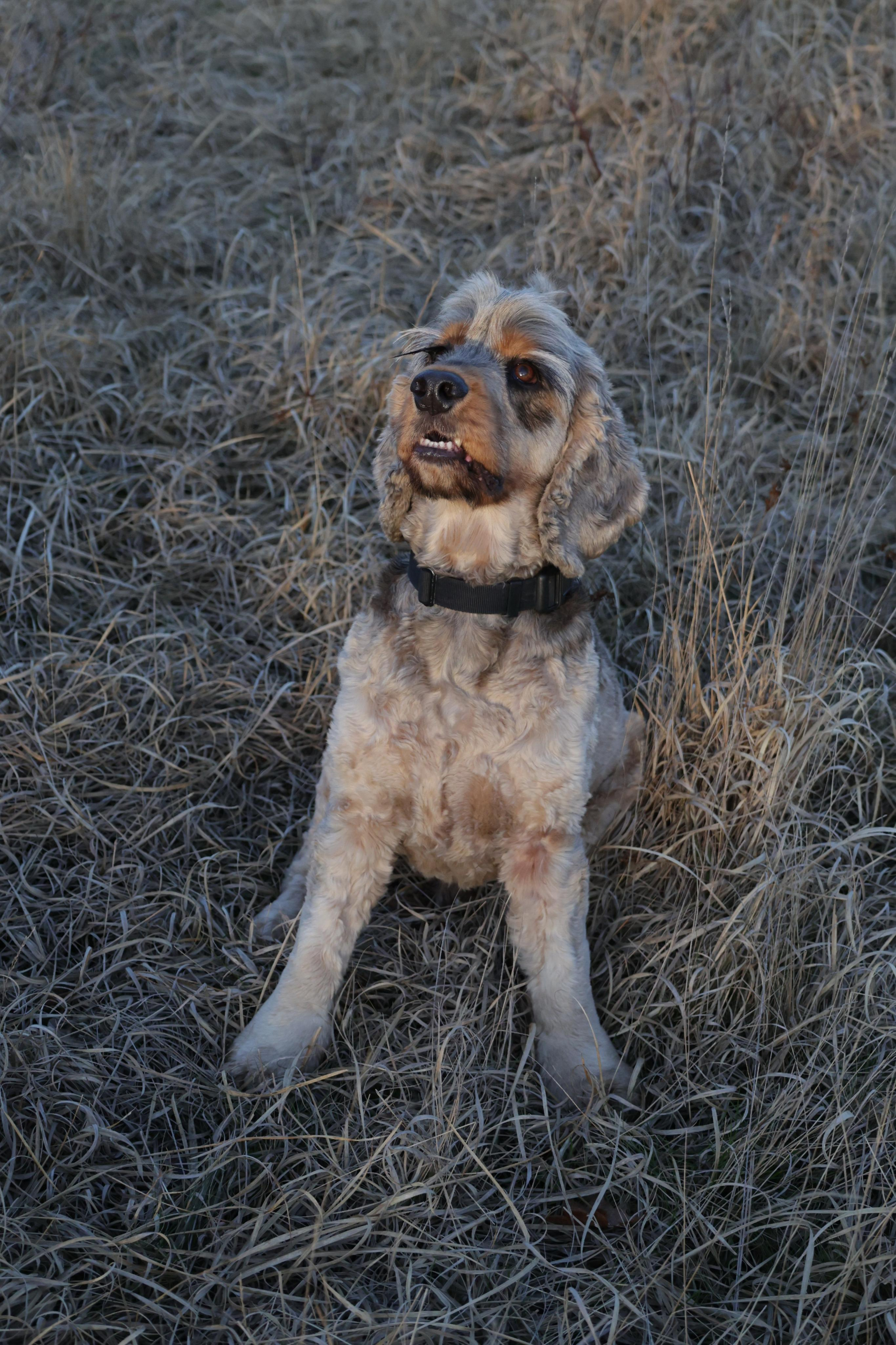 Charles. Couples and portraits photographer Wimbledon London