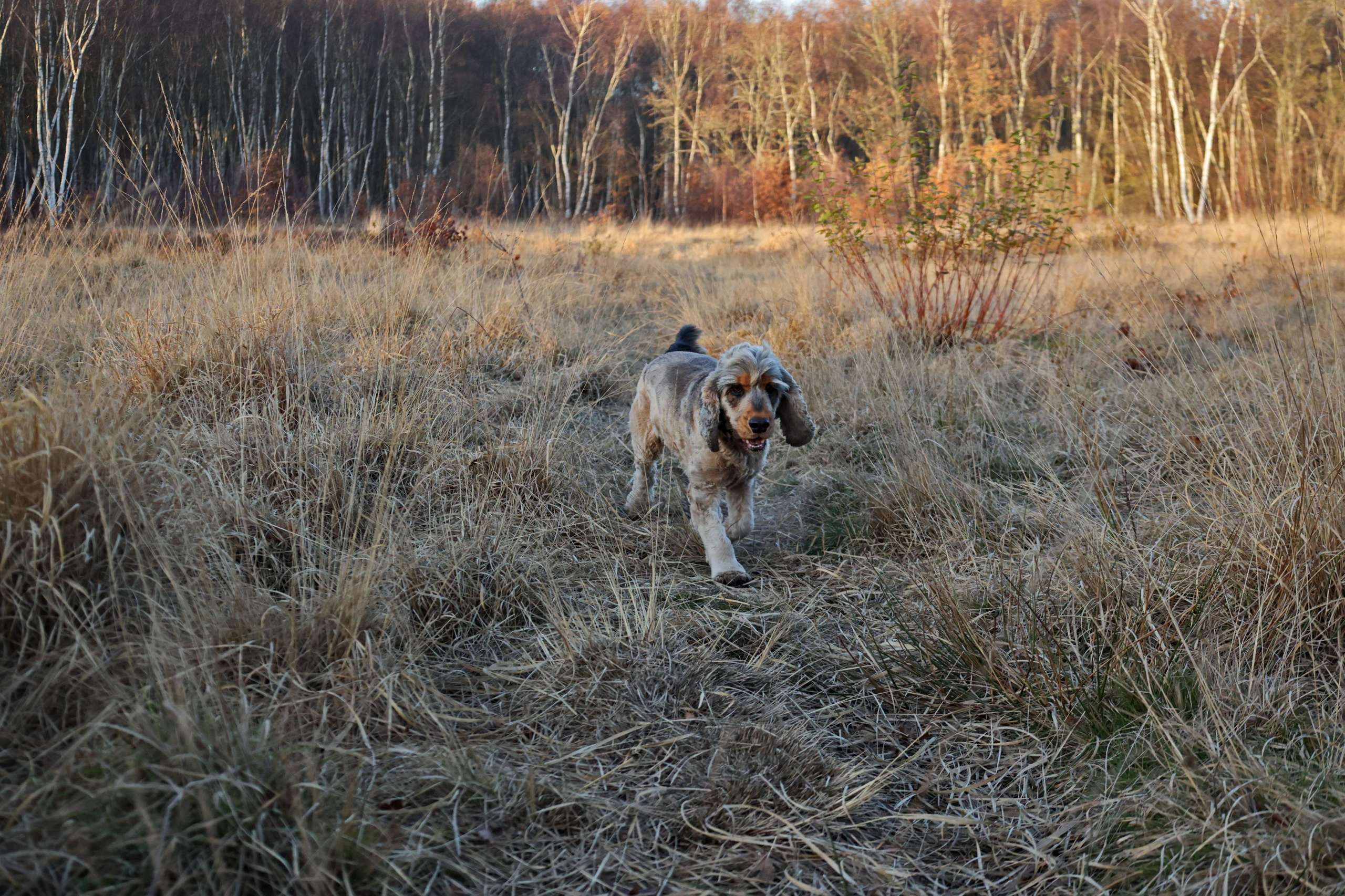 Charles. Couples and portraits photographer Wimbledon London