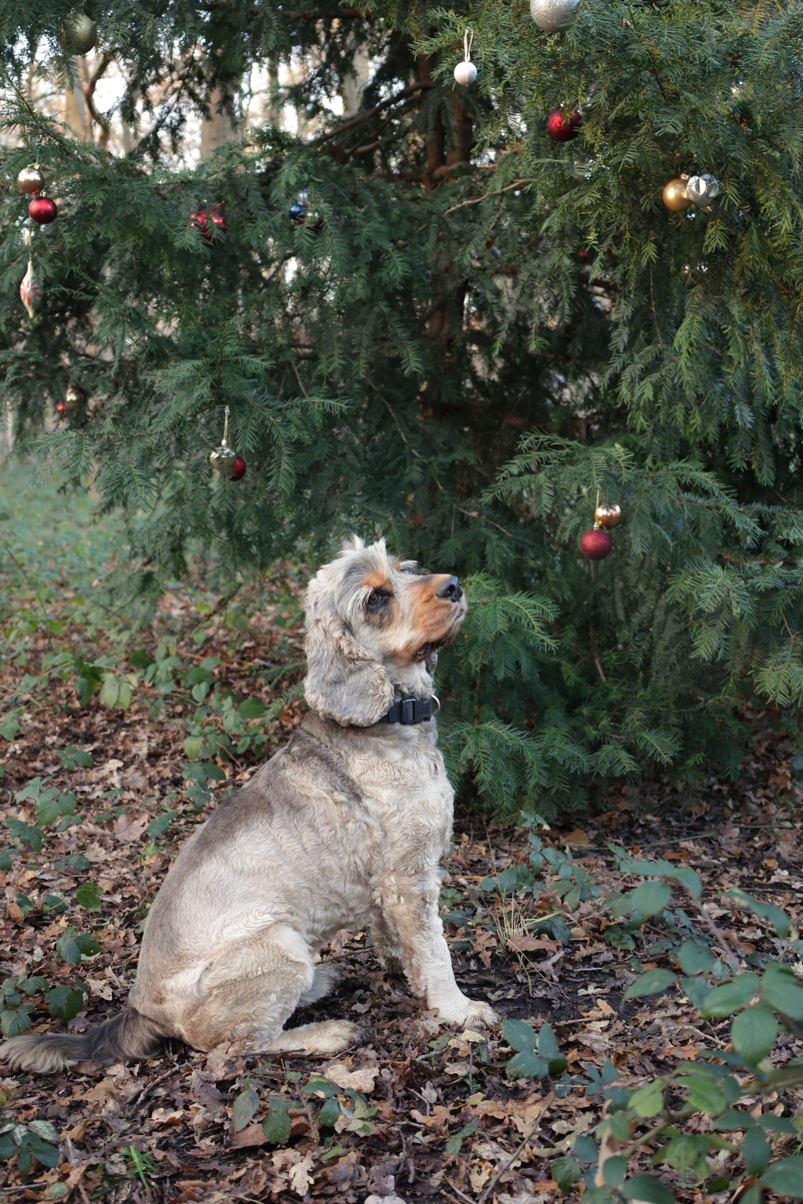 Charles. Couples and portraits photographer Wimbledon London