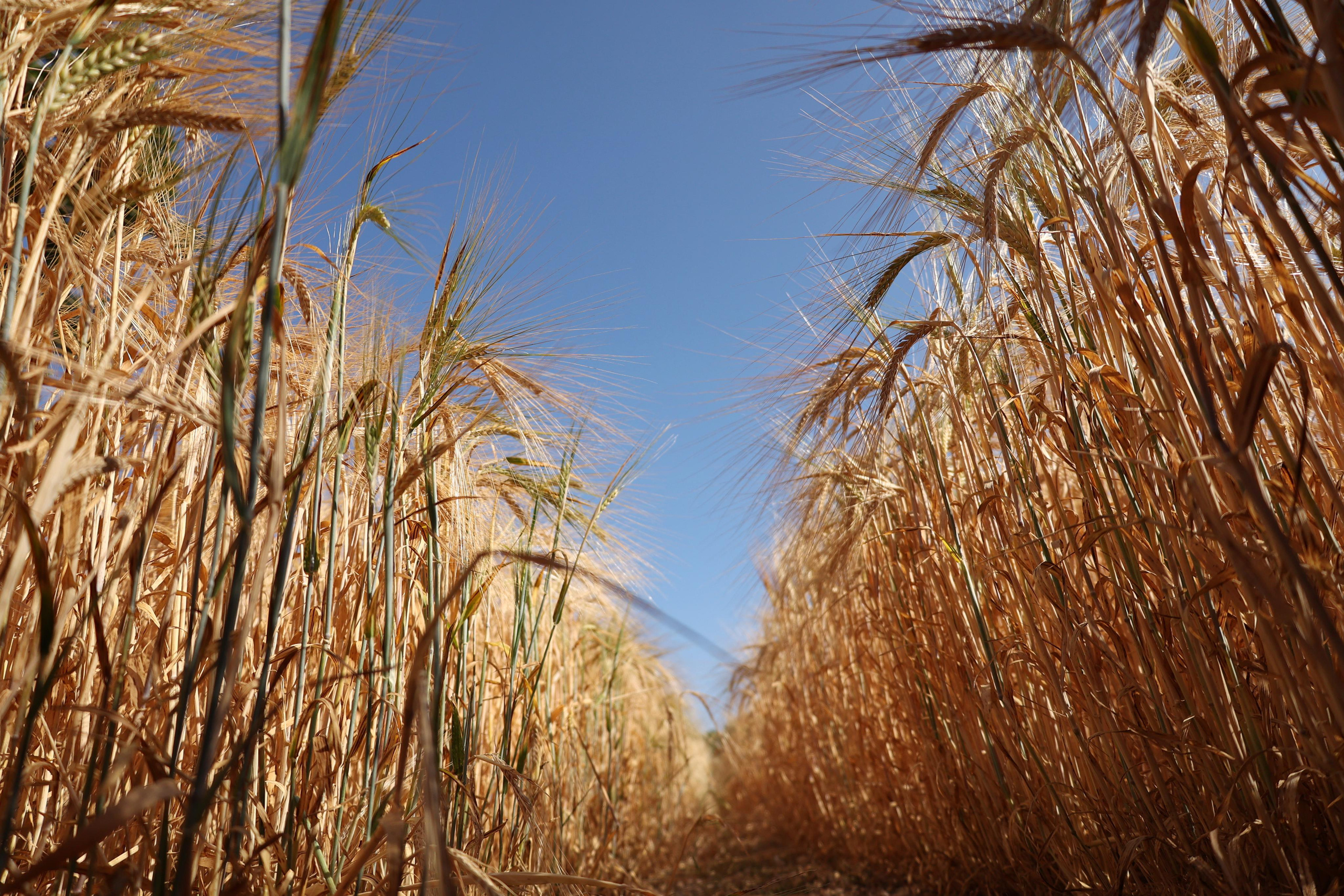 Landscapes. Couples and portraits photographer Wimbledon London