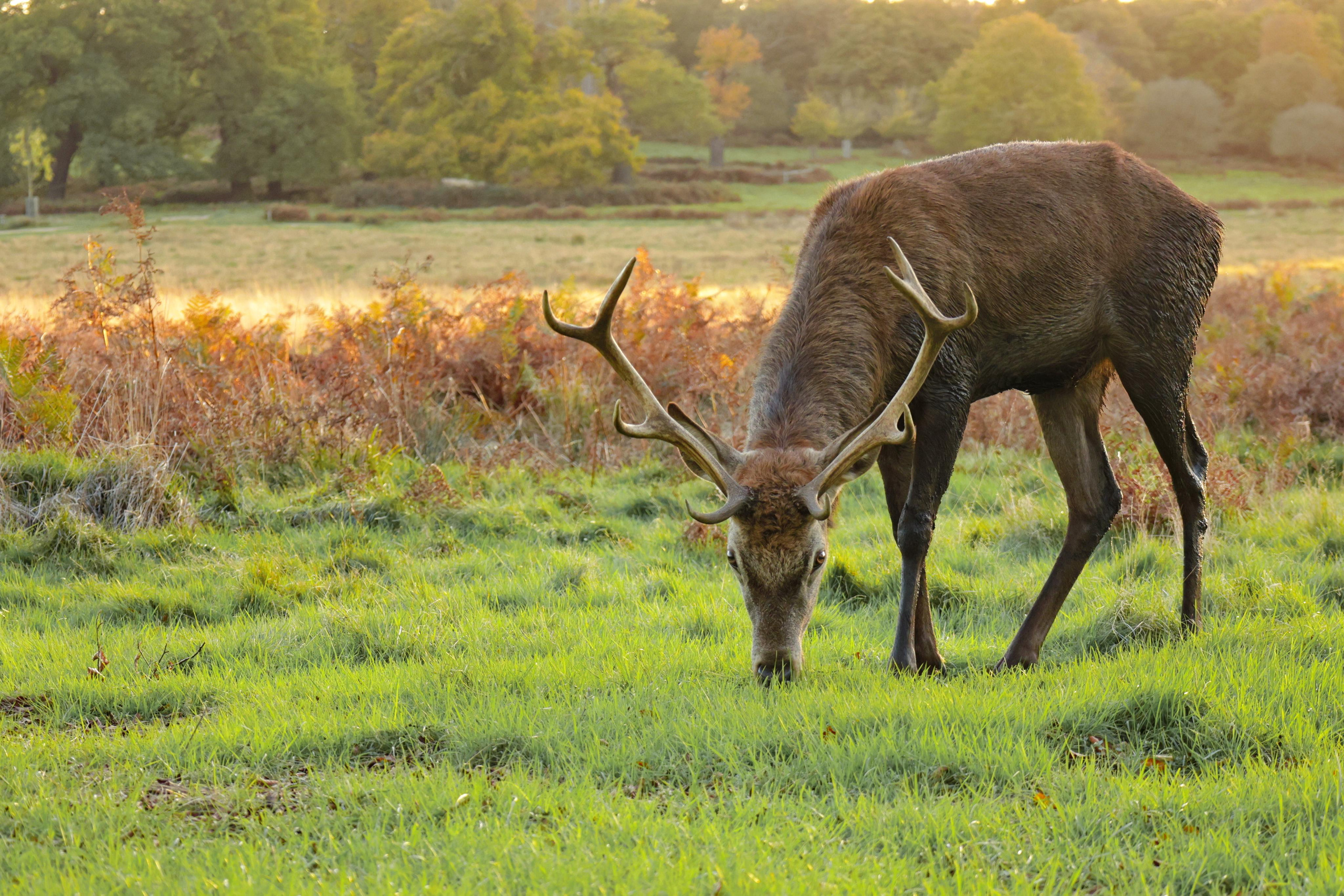 Landscapes. Couples and portraits photographer Wimbledon London