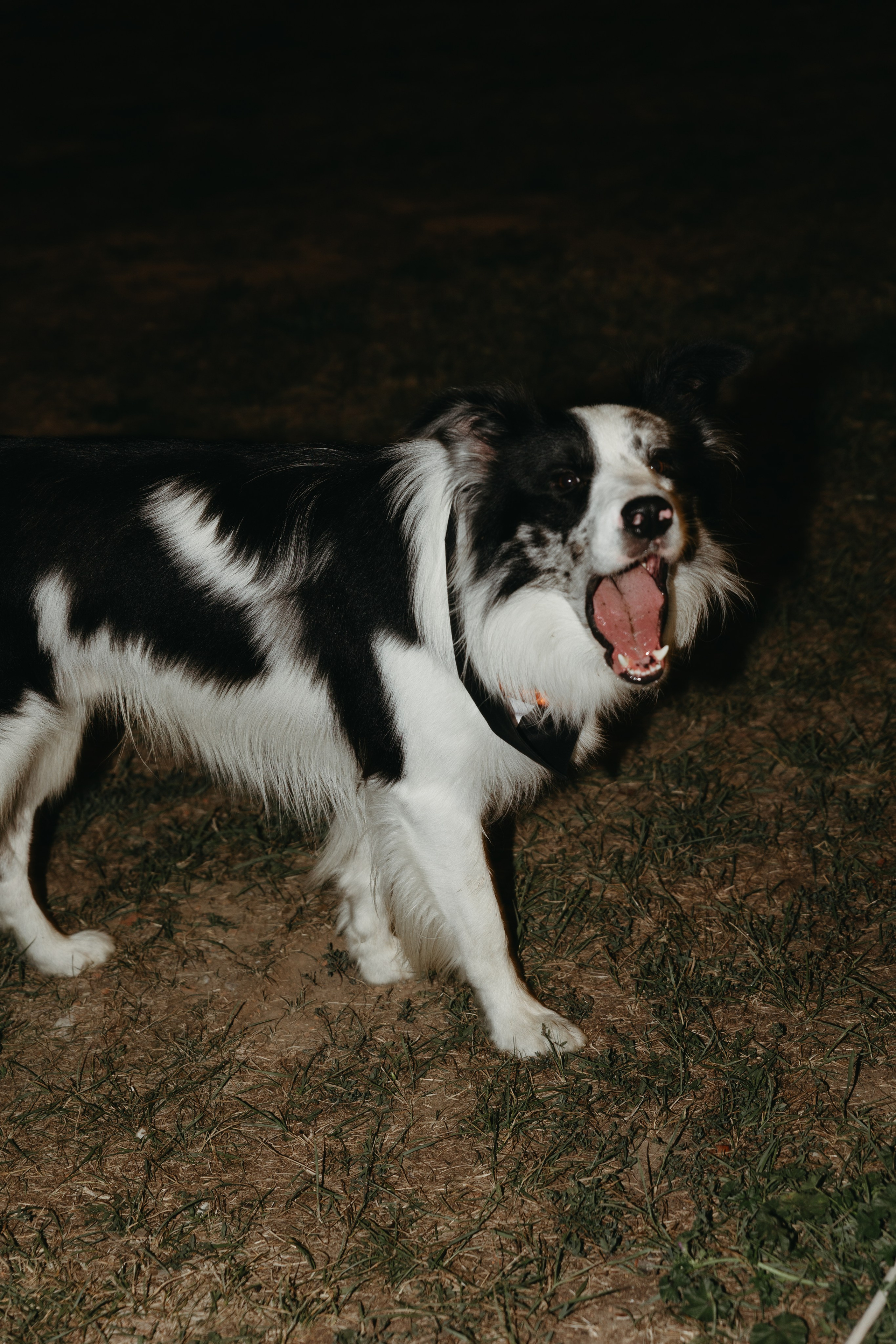 Wedding at Province Timisoara | Cristina & Robert. Wedding photographer and videographer based in Timisoara, Romania