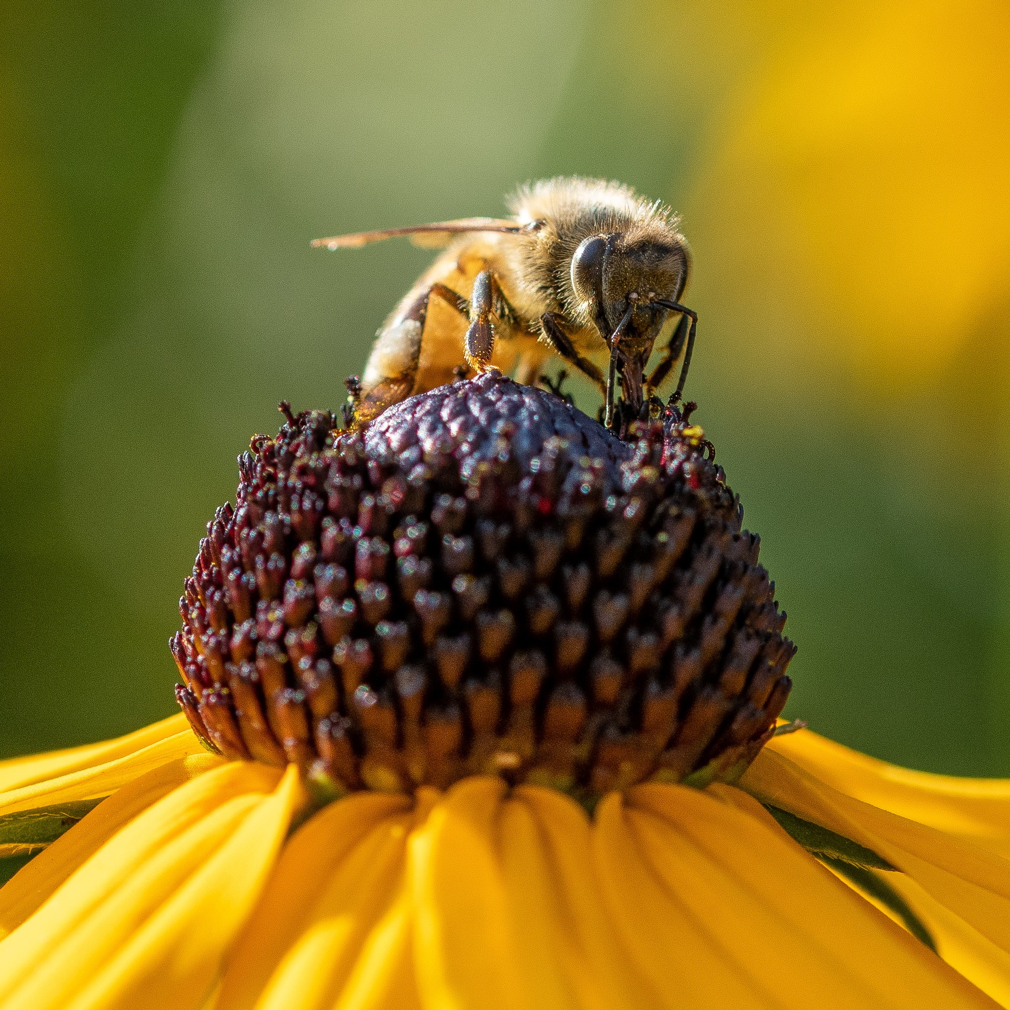 Apicultura Bergadano. “Gianmaria Coscia fotografo per passione”