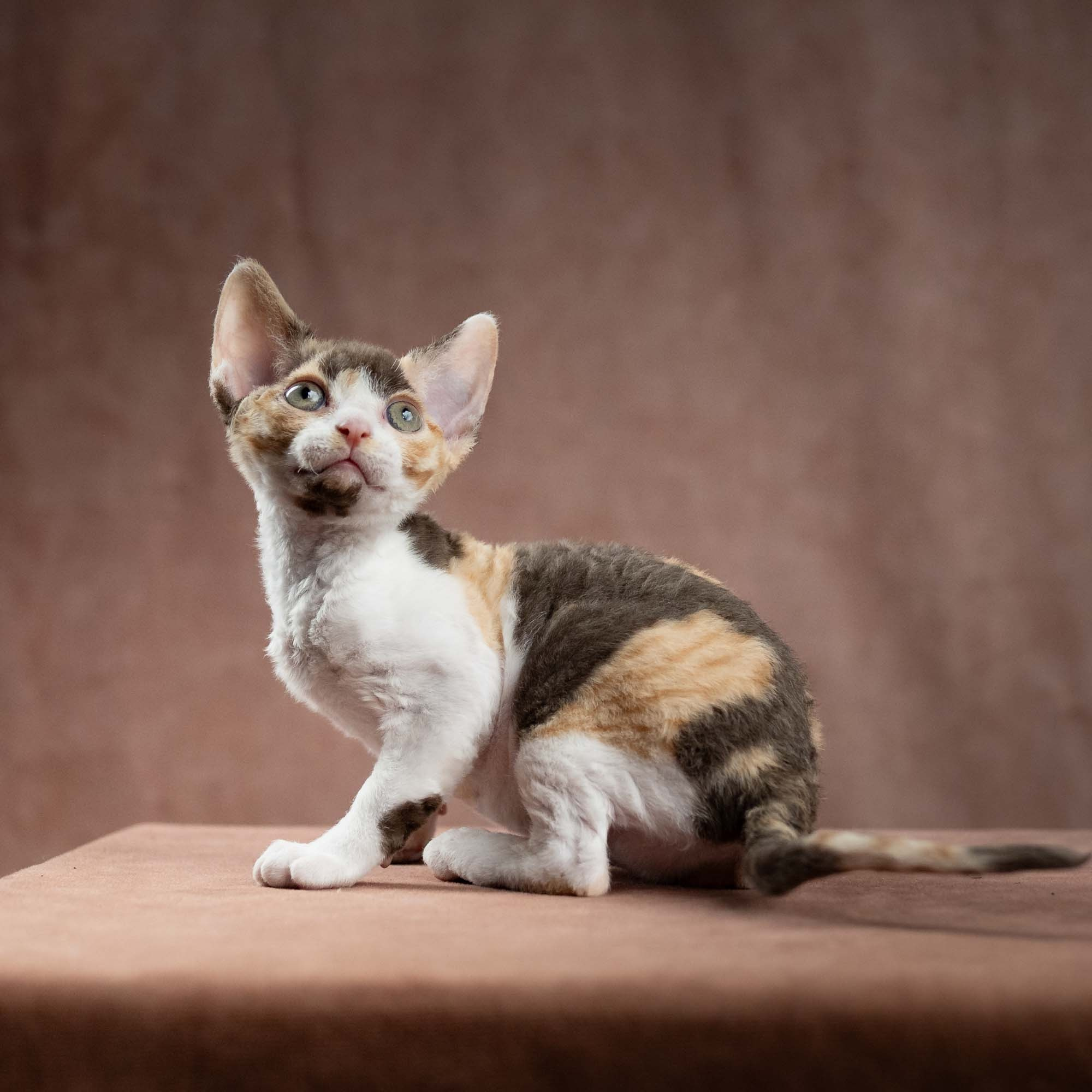 Dixie, girl, born on 06.06.24 SOLD. Devon Rex Pixie Cattery