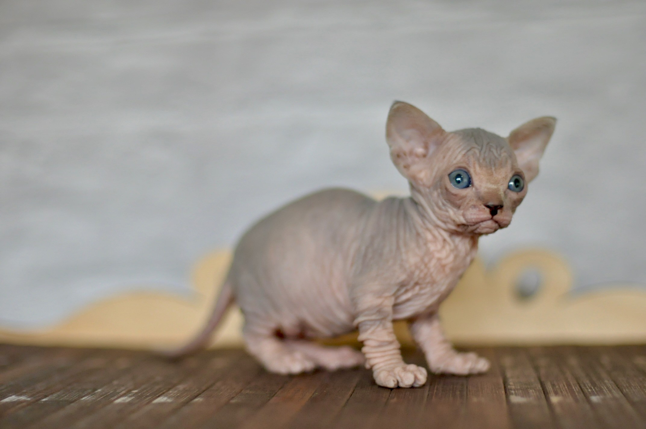 A cattery of Canadian Sphynx breed, located in Limassol, Cyprus