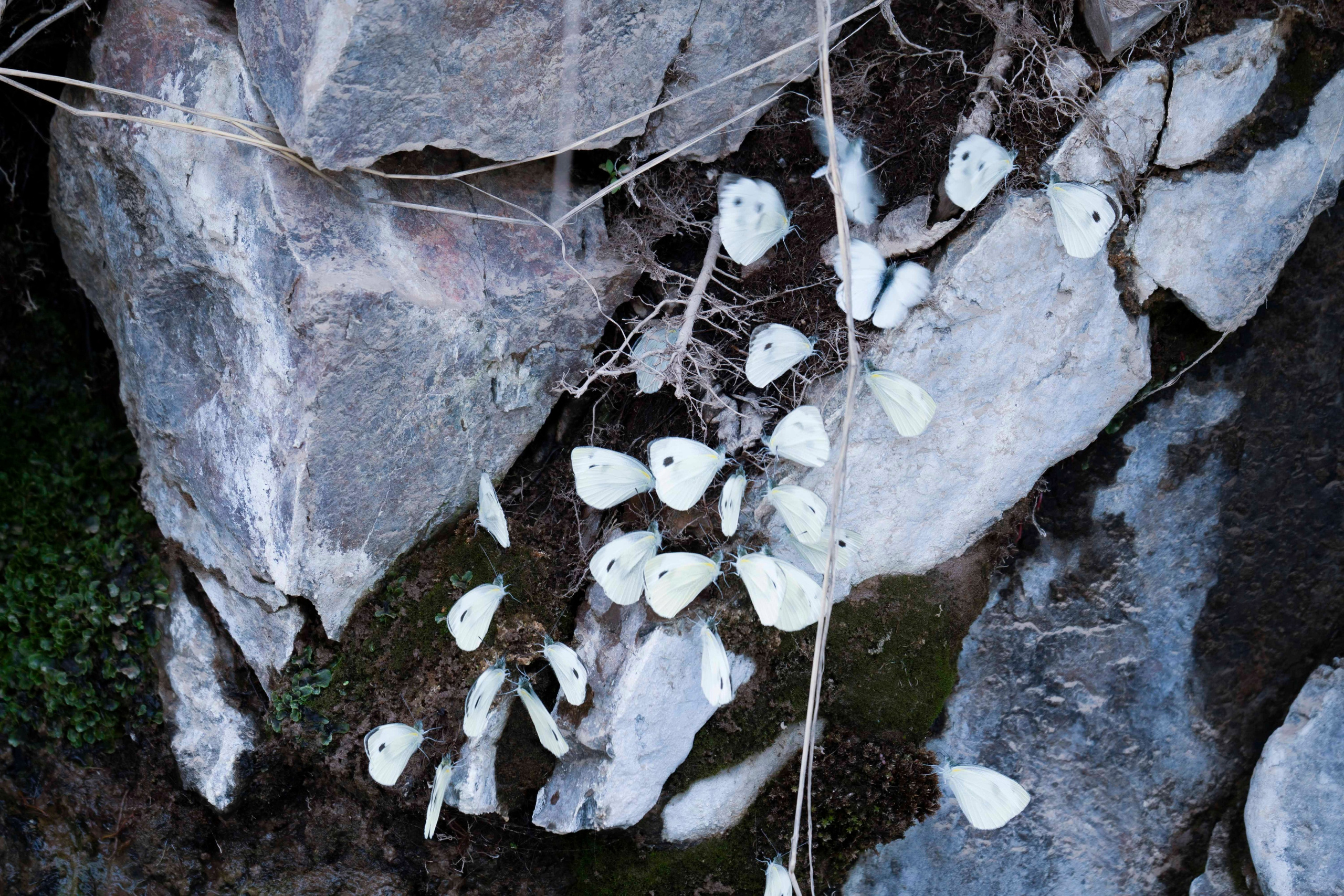 Wildlife Photography Programme (British Council x MOC). Melikov Amir, Uzbekistan based photographer