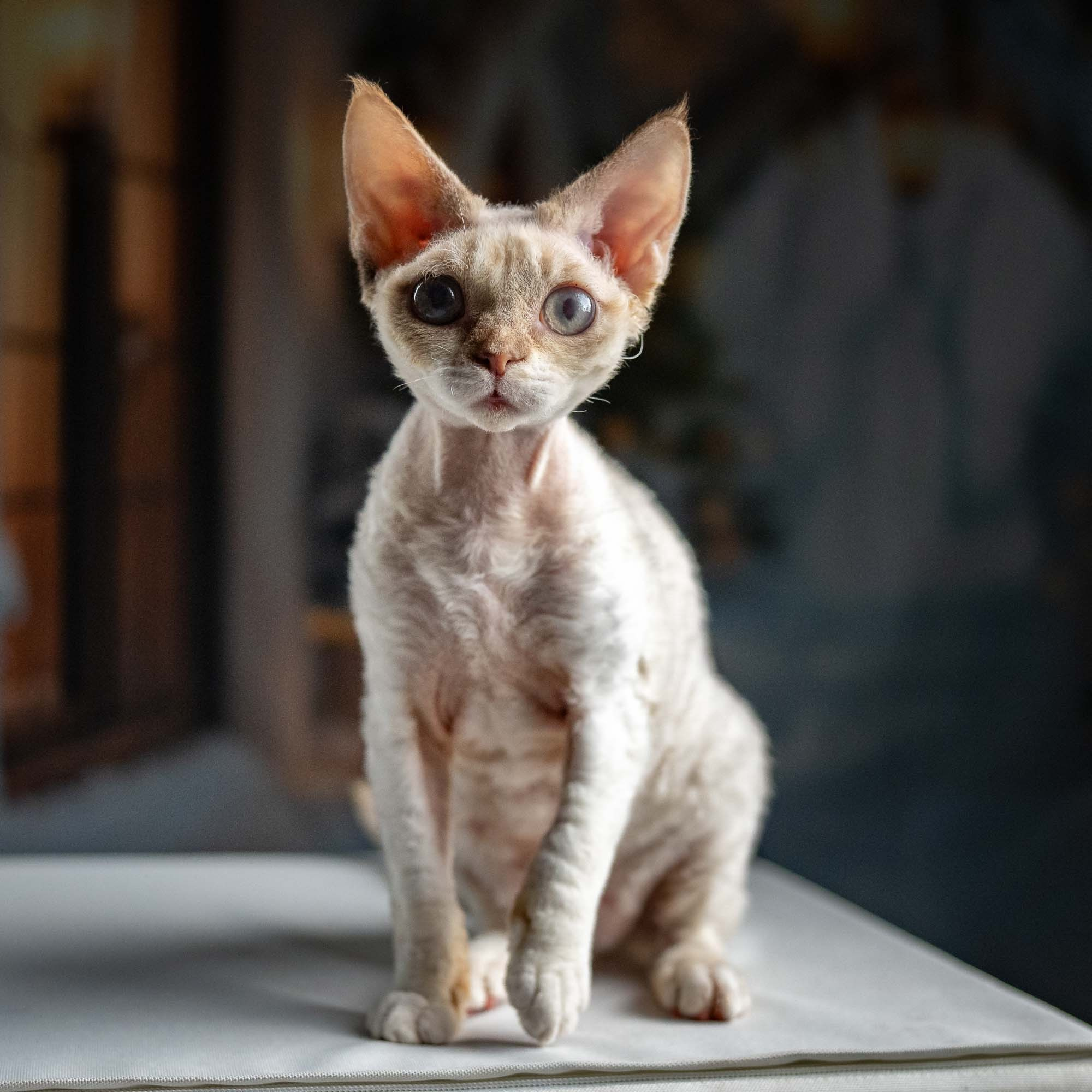 Jessica, girl, born 06.25.2025. Devon Rex Pixie Cattery