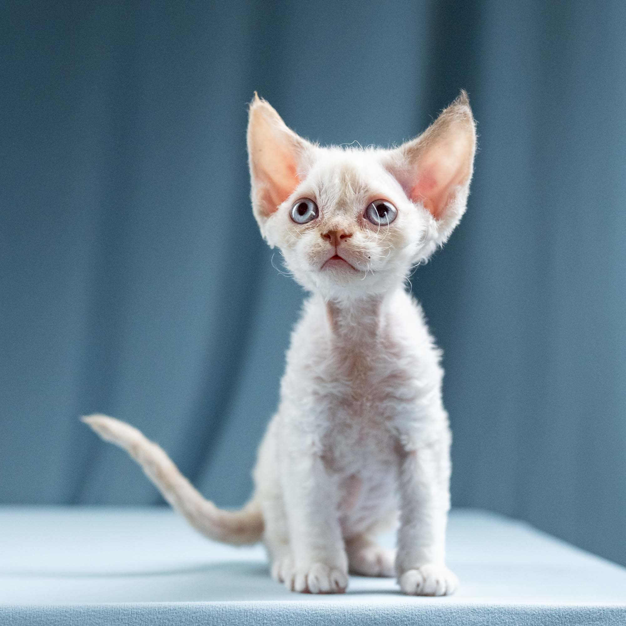 Jessica, girl, born 06.25.2025. Devon Rex Pixie Cattery