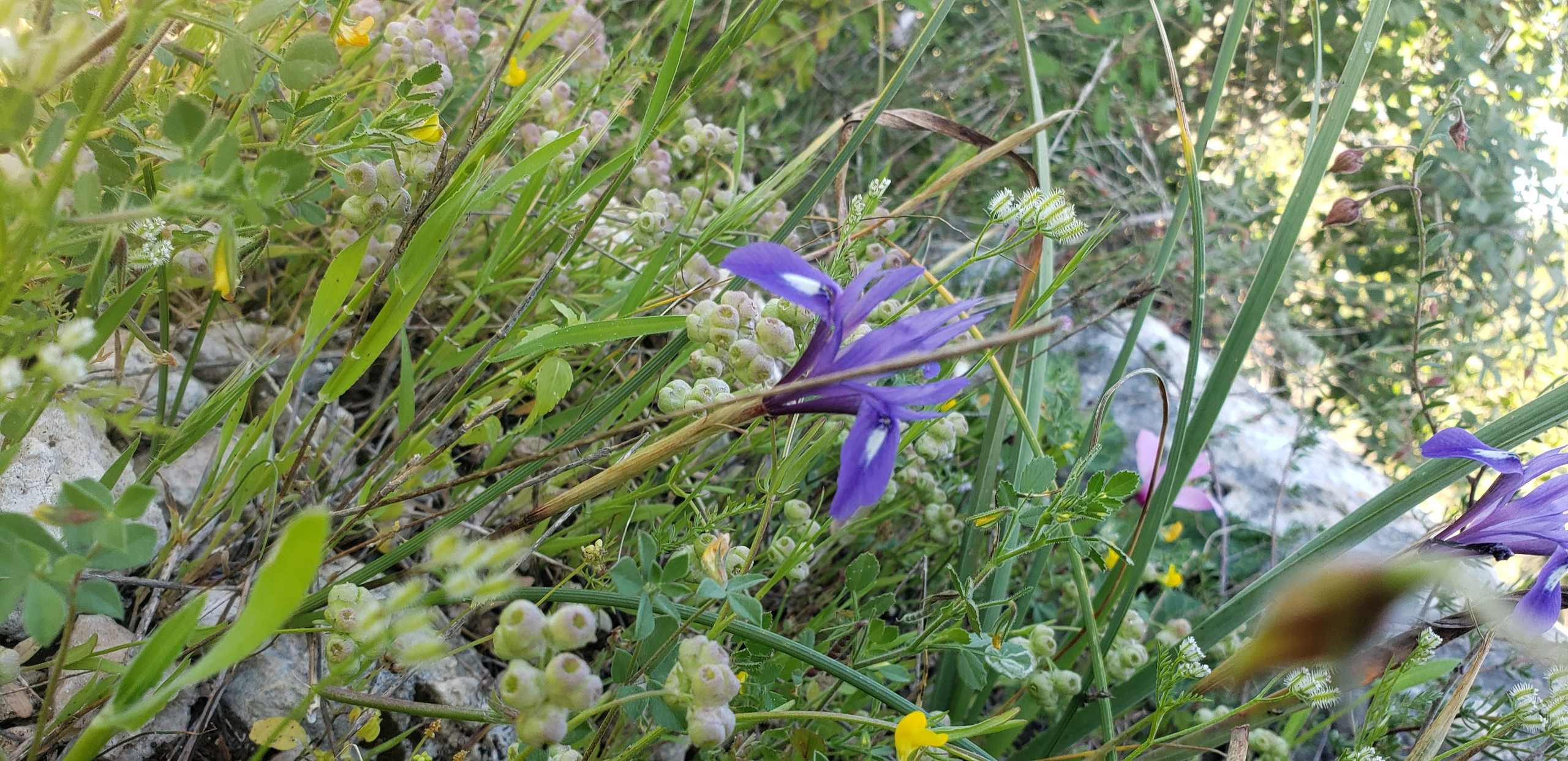 Реконстукционный поход Парк Британия. КРиС «Нортман»