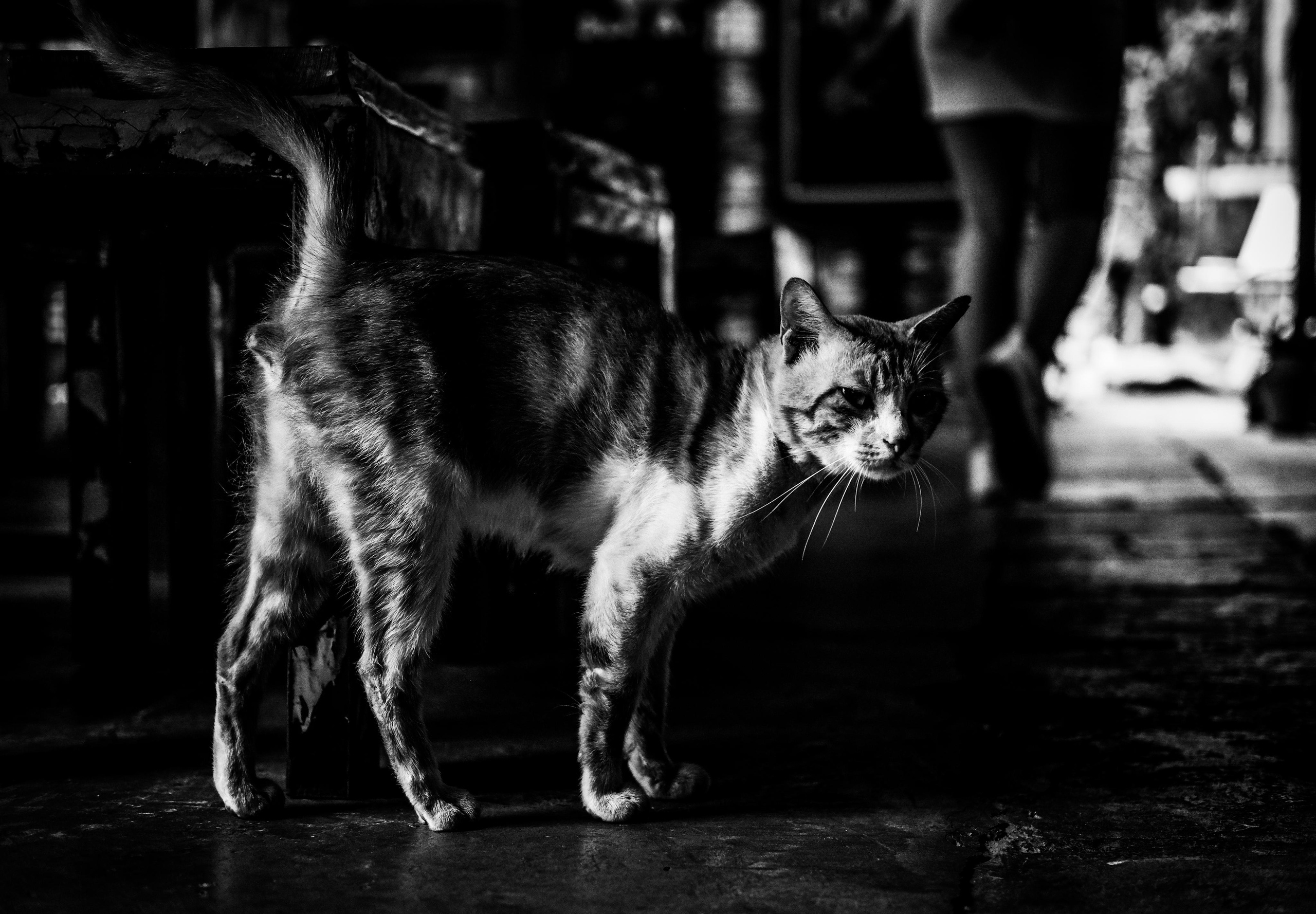 Noir photography | Crazy Cat | Shenzhen | China | 黑色摄影 | 疯猫 | 深圳 | 中国