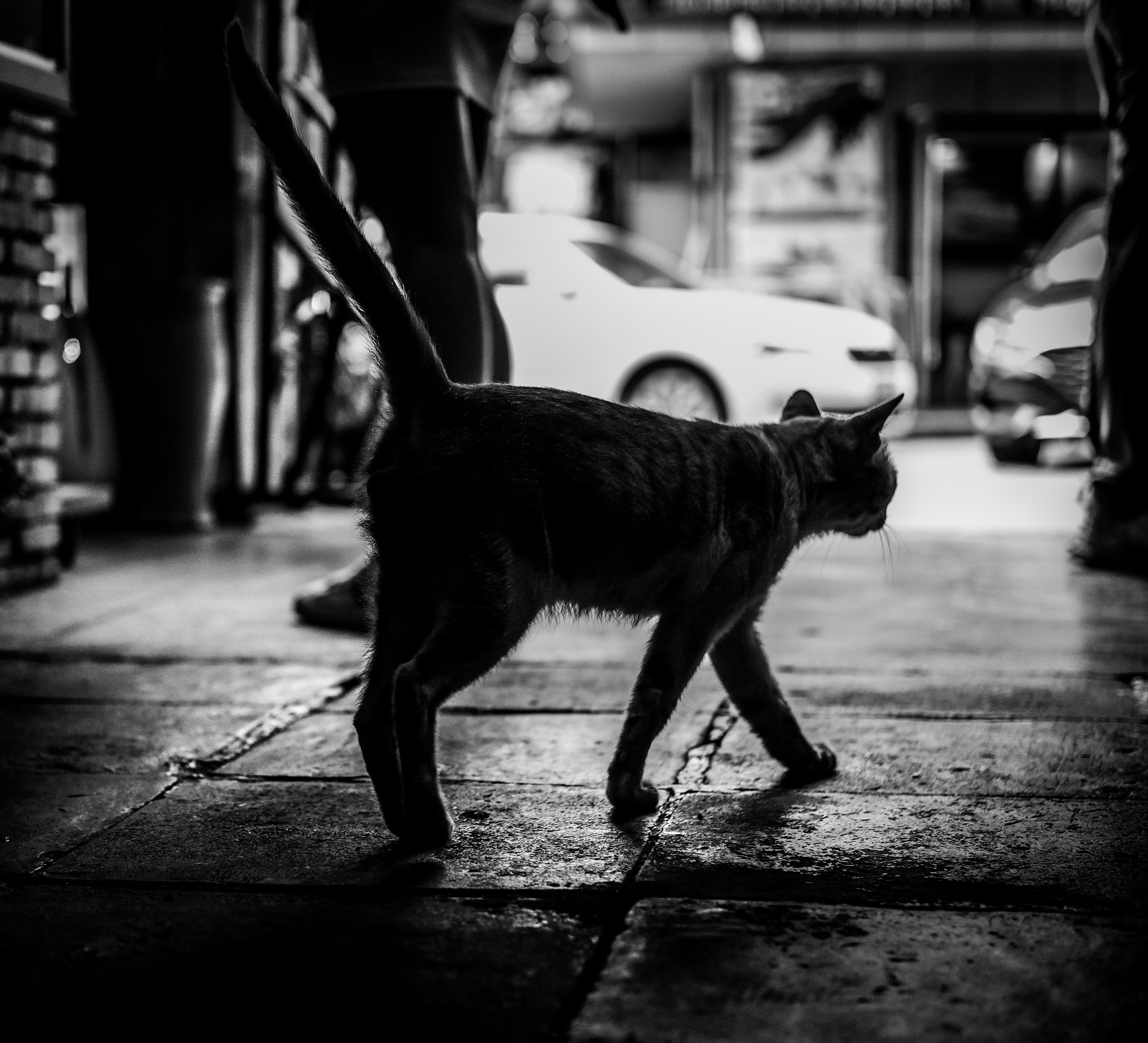 Film Noir Photography | Street Cat | Black & White | 黑色电影摄影| 街头猫 | 黑，白