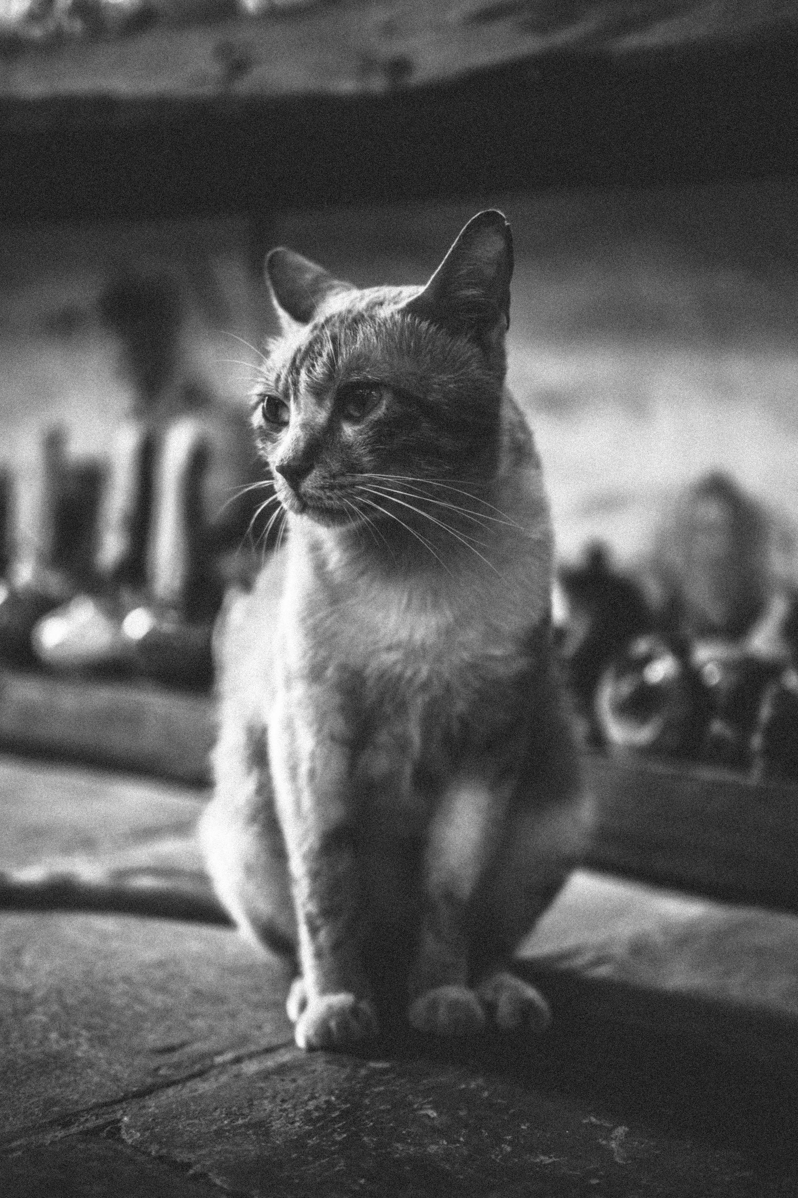 Sad Kitty in B&W | Streets Cat | Shenzhen | B&W 中的悲伤小猫 | 街道猫 | 深圳