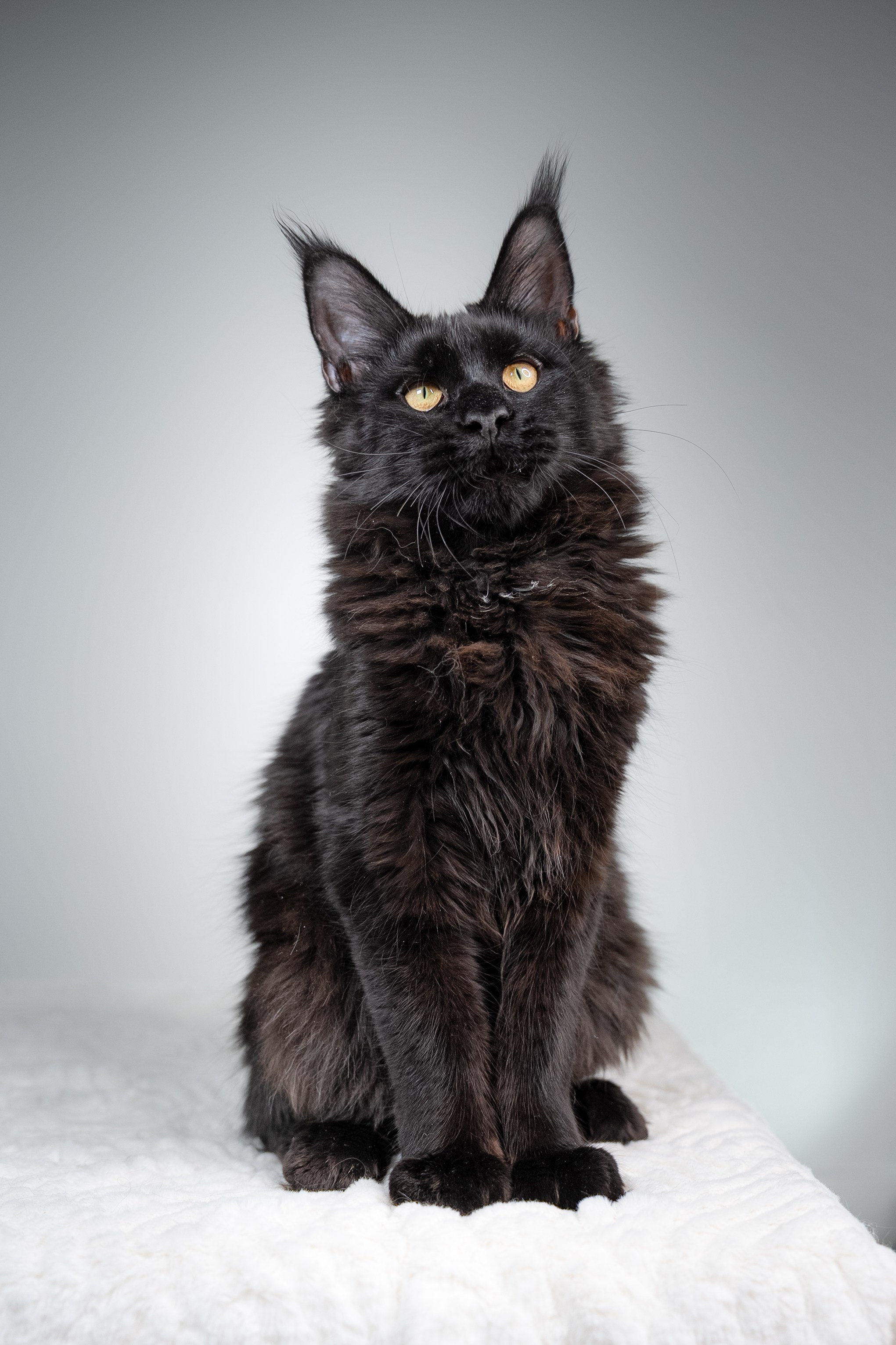Senator Grand. Senator Cat — Maine Coon cattery