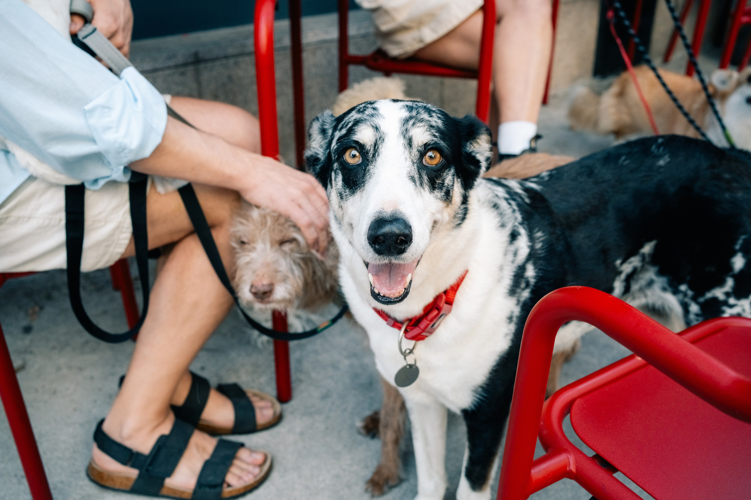 Yana & Pedro & Doggos. Maria Sher. Professional photographer from Porto, Portugal